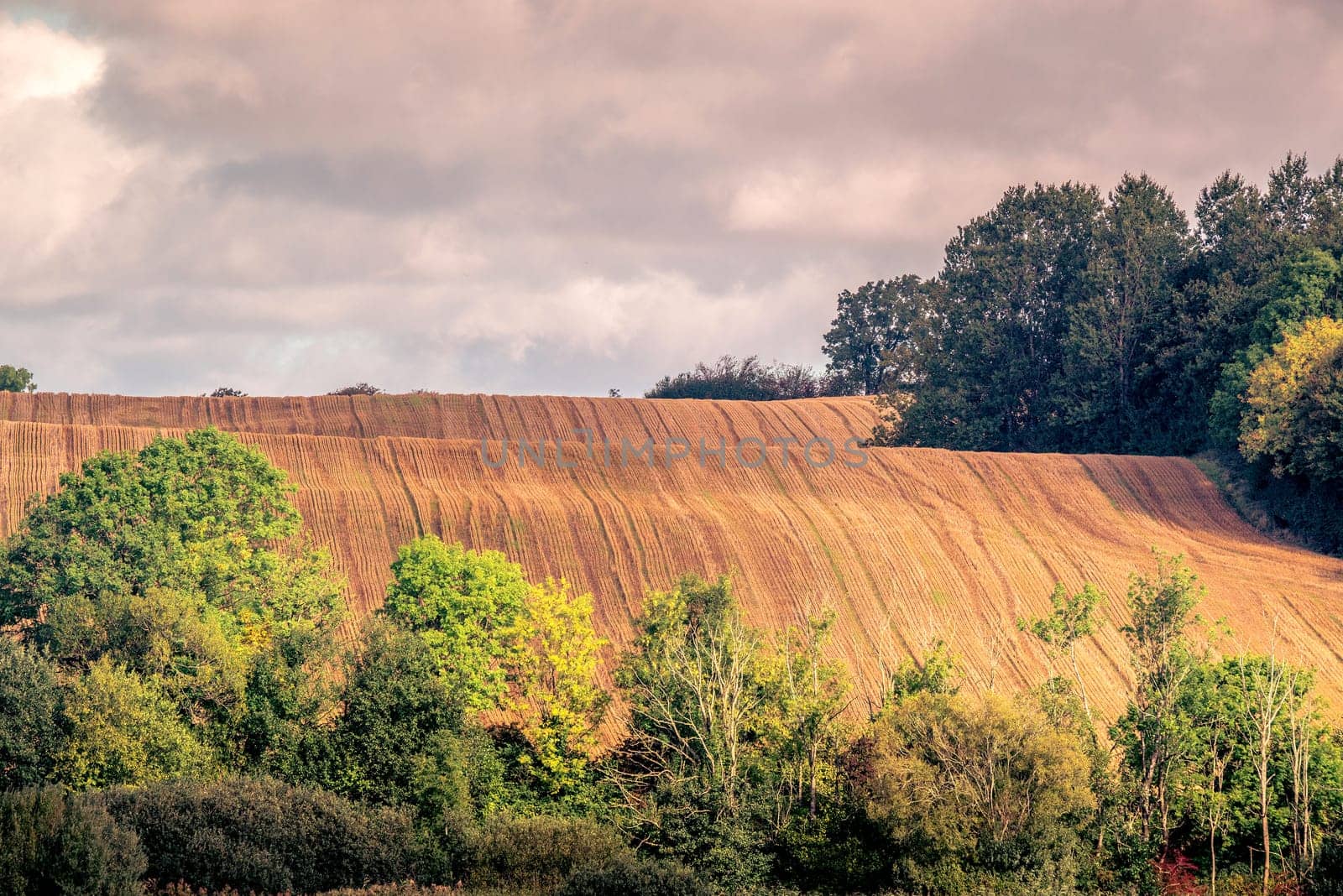 Harvested hillside fields with green trees in the summer