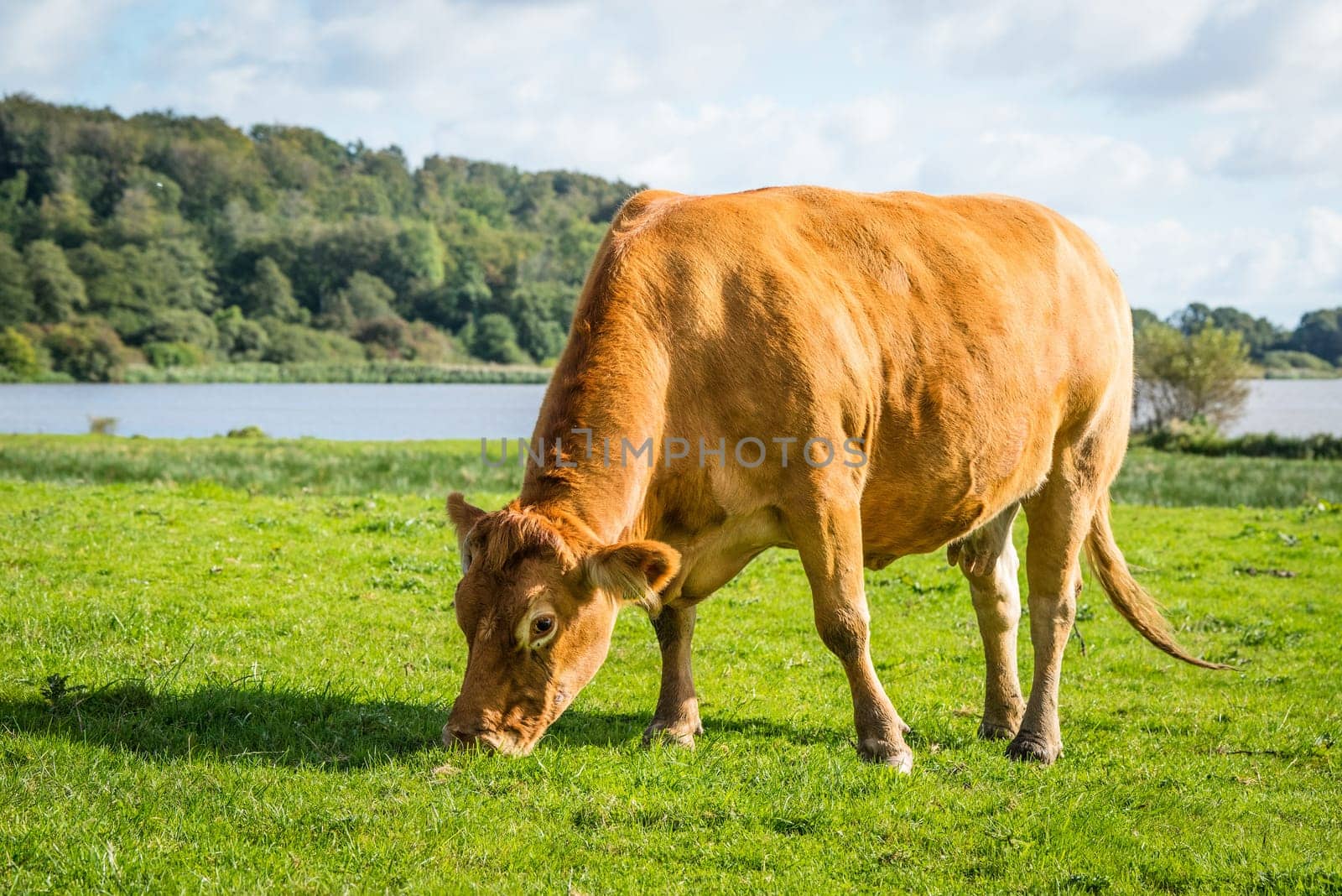 Cow eating fresh green grass on a countryside field