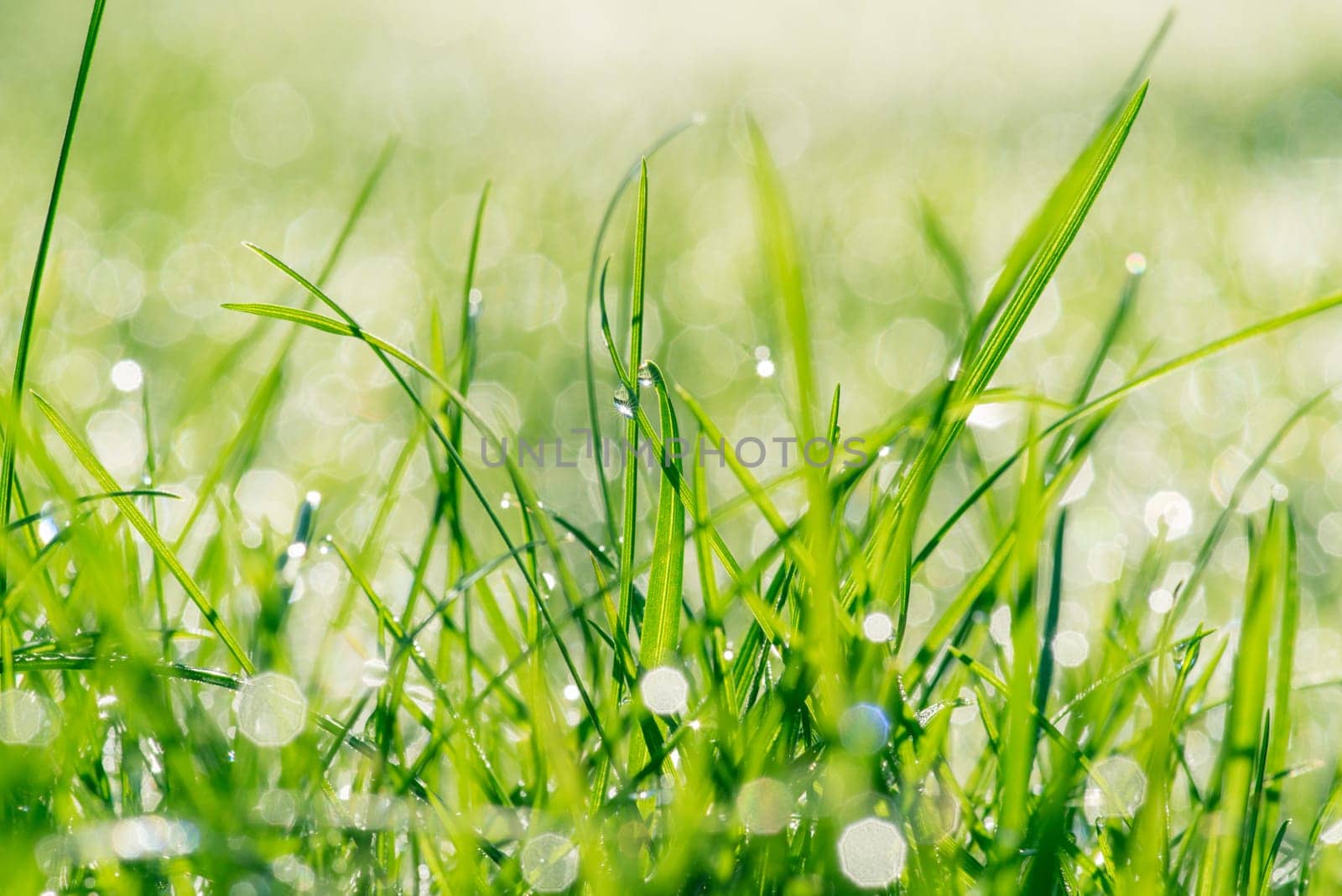 Wet green grass in the sunshine with raindrops