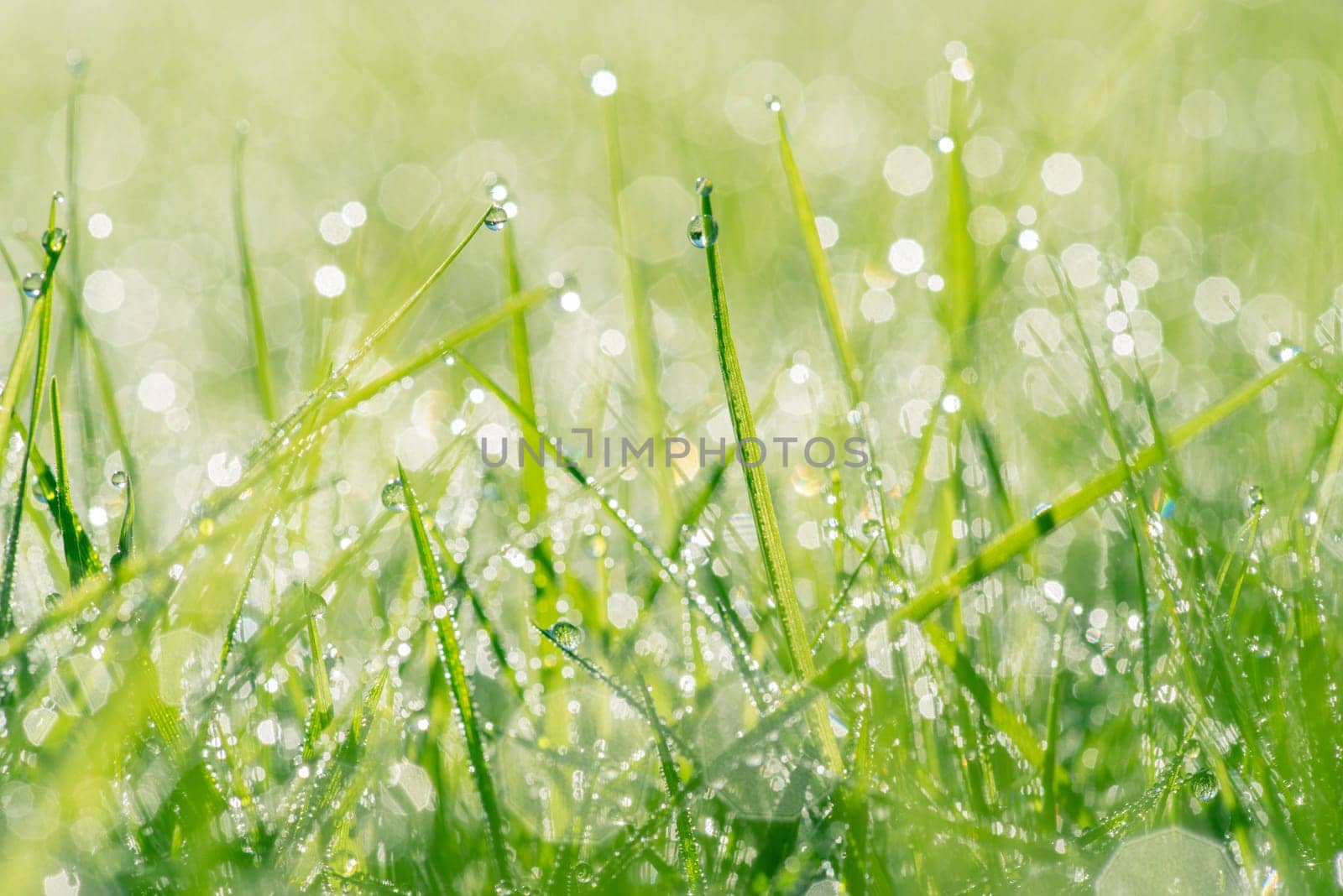 Raindrops on fresh green grass in the spring