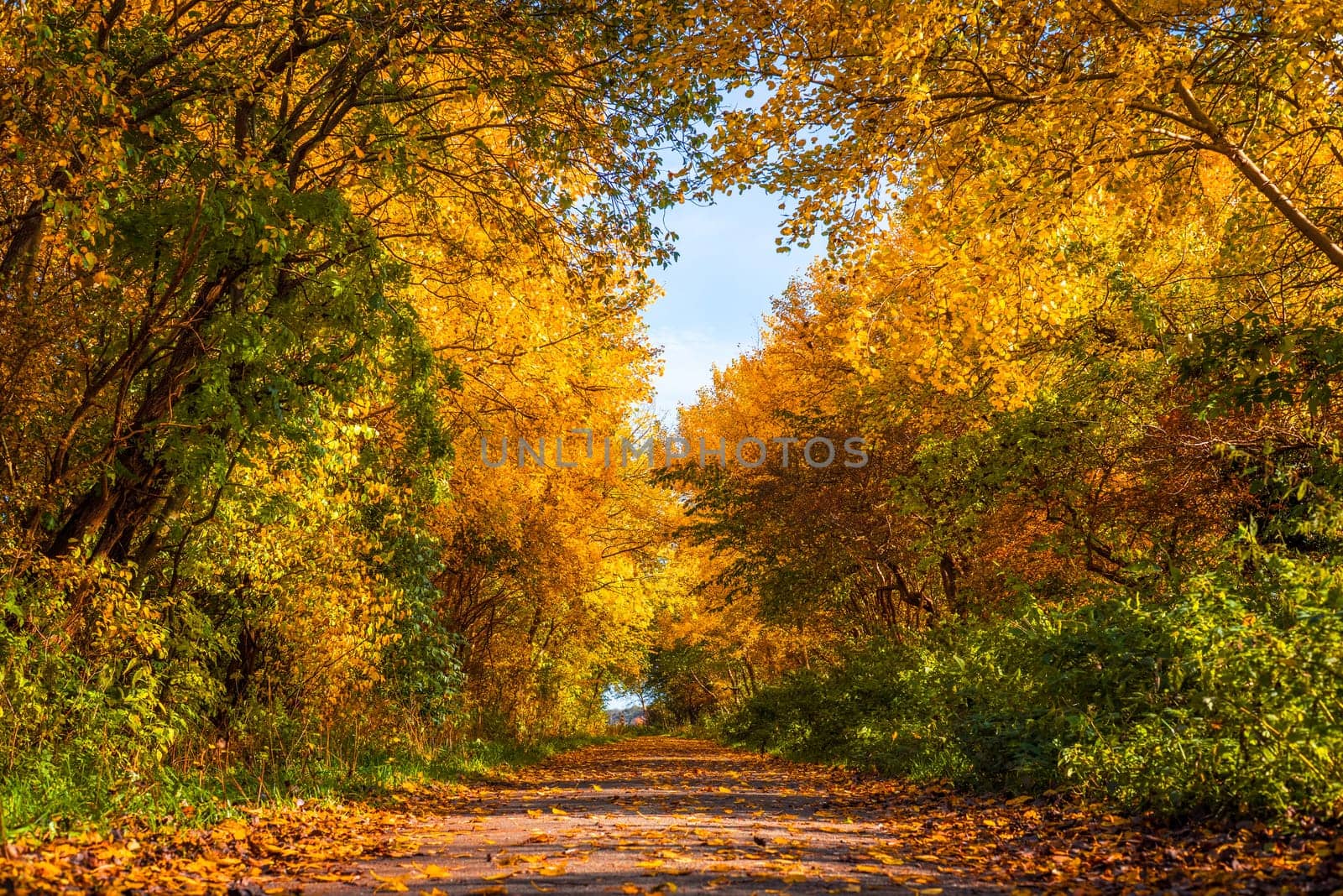 Nature path with trees in autumn colors