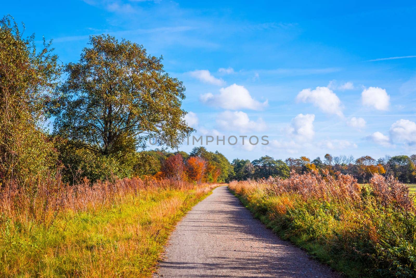 Colorful trees by a trail in the autumn