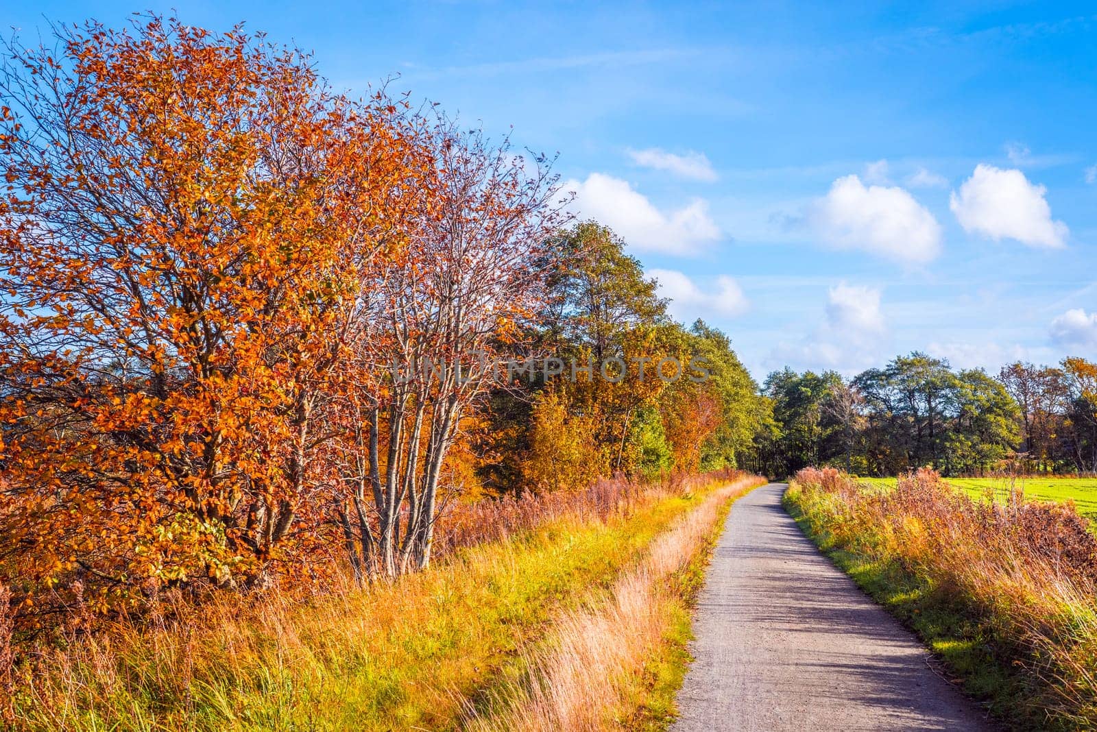 Trail going through a autumn scenery in sunshine