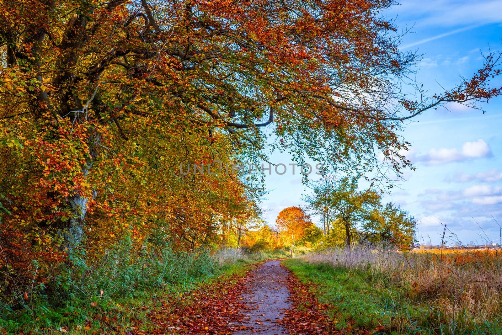 Nature path in the fall with colorful trees