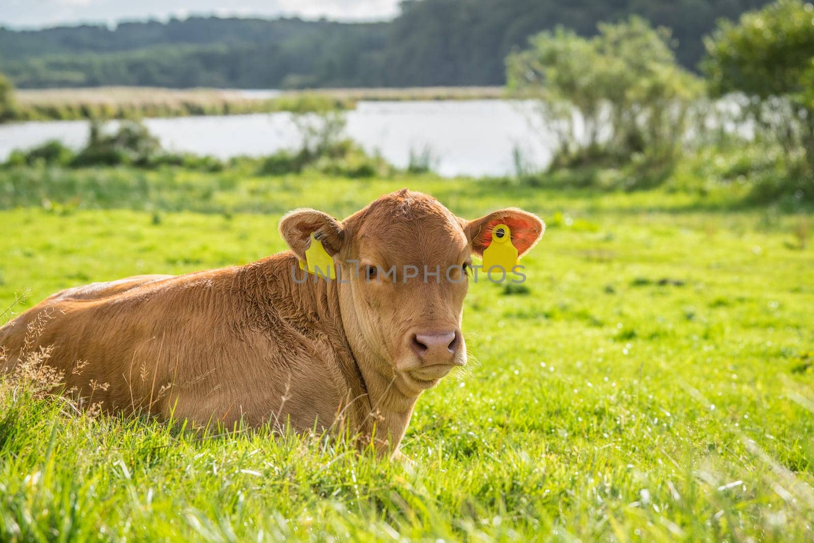 Calf in the green grass on a countryside field