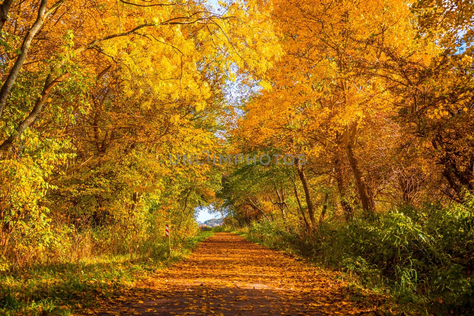 Autumn tree by a path on a sunny day