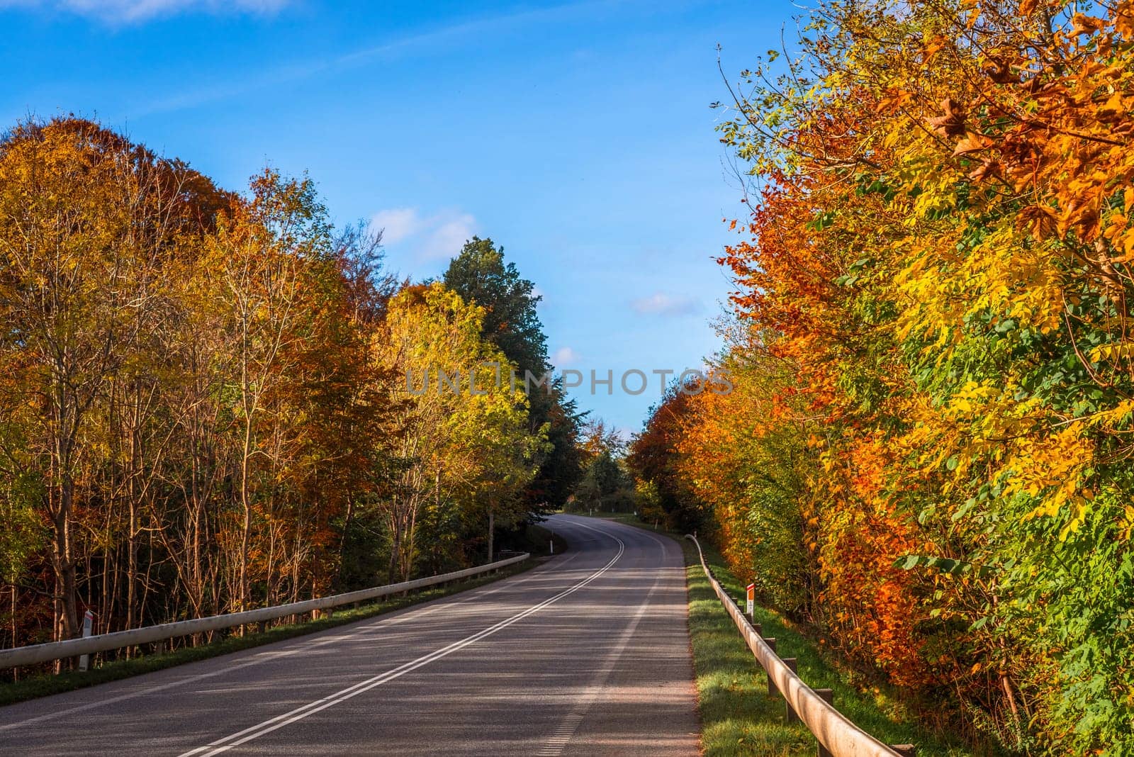 Colorful trees by a road in the autumn