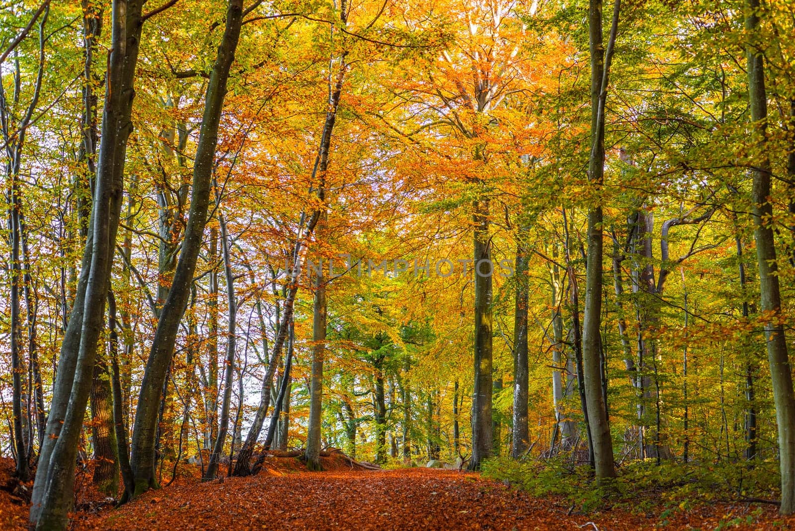 Forest with tall colorful trees in the autumn season