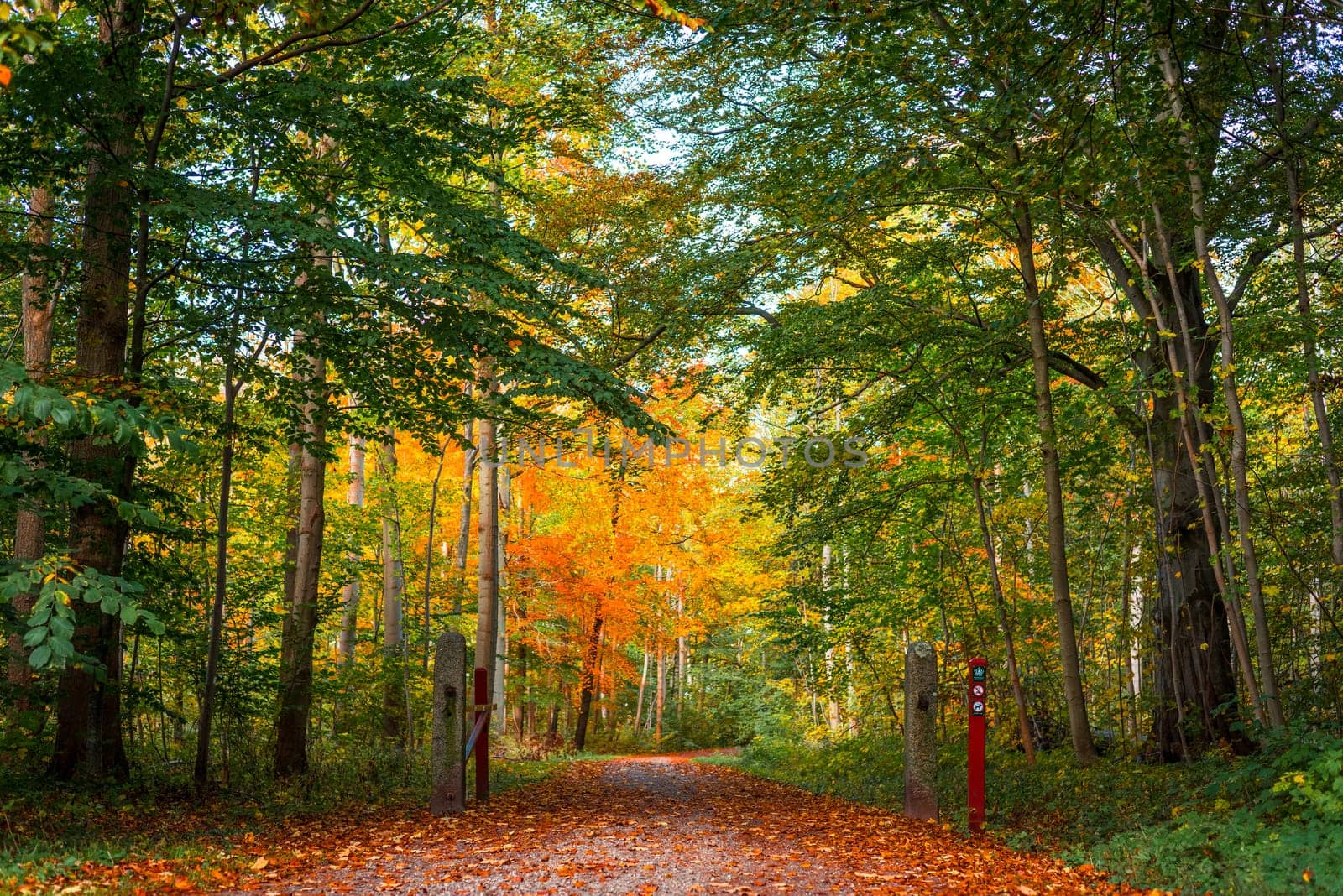 Nature path in a colorful danish forest at autumn
