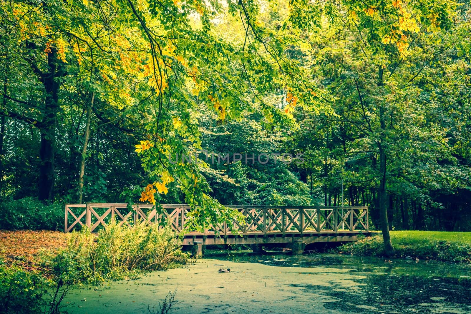 Bridge by the lake in a forest in autumn