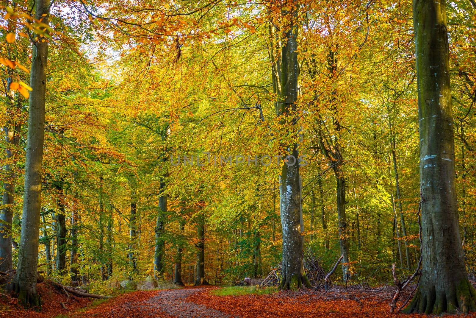 Trees in a forest with warm colors in the fall