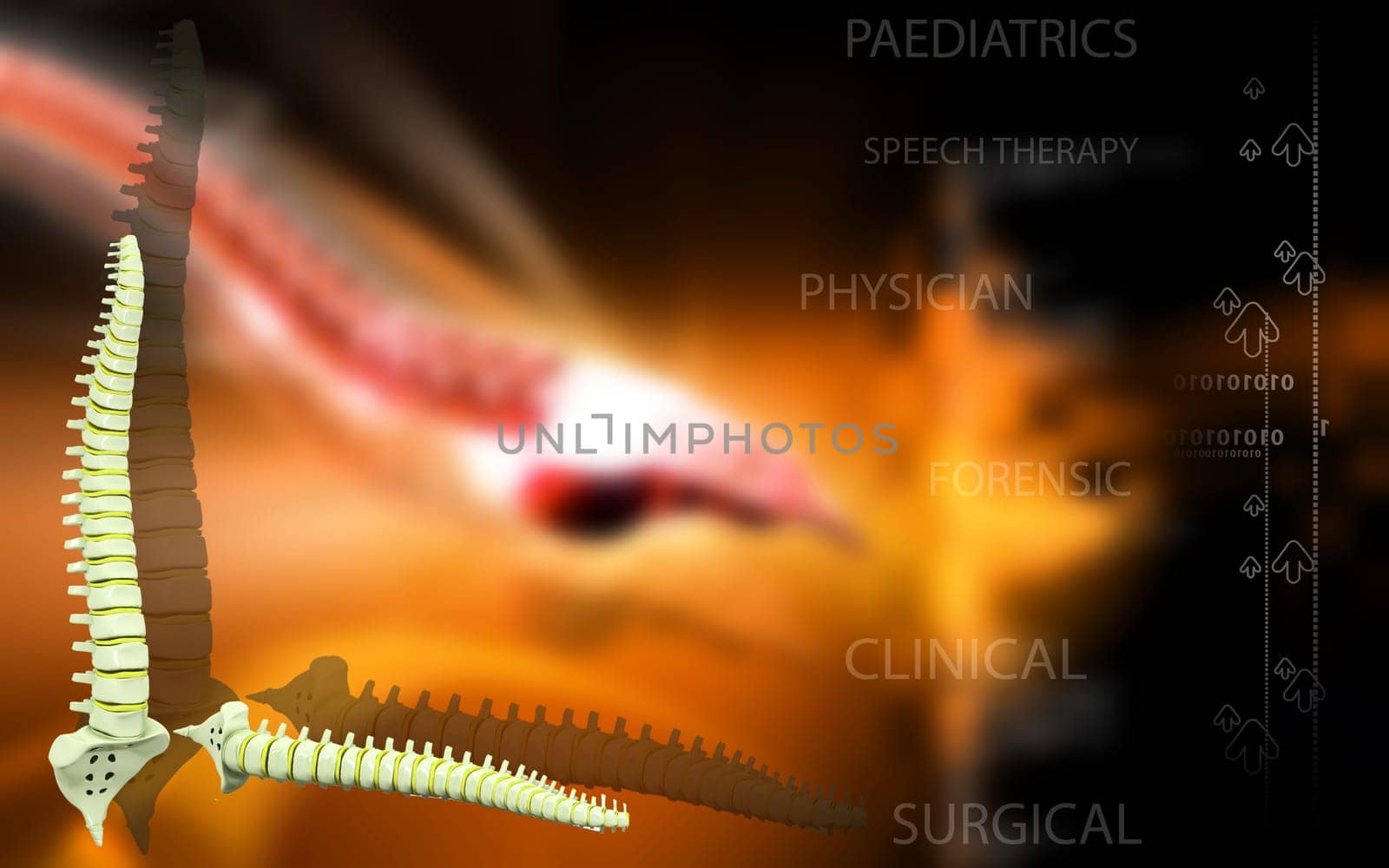 Digital illustration of back bone in colour background