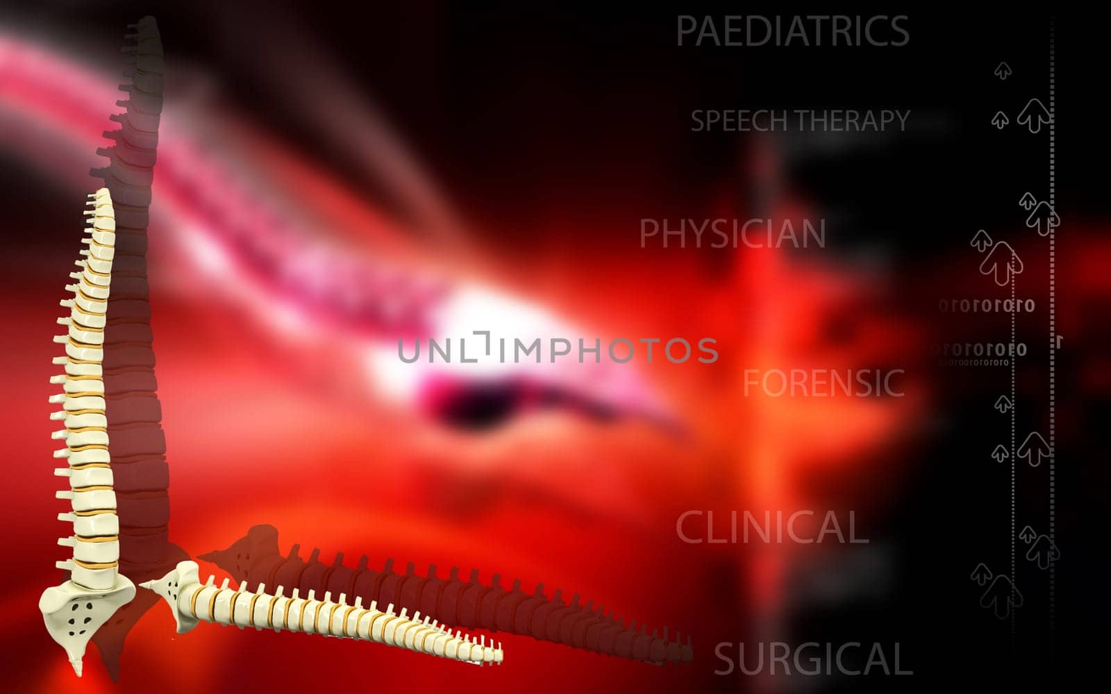 Digital illustration of back bone in colour background