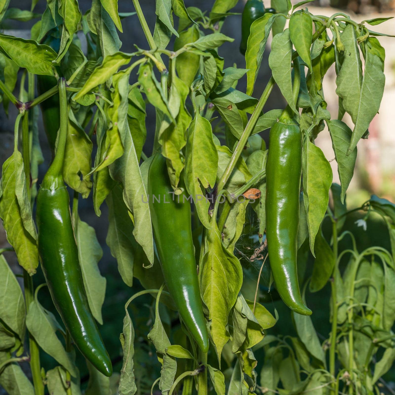 fresh green chili pepper on the plant in the garden