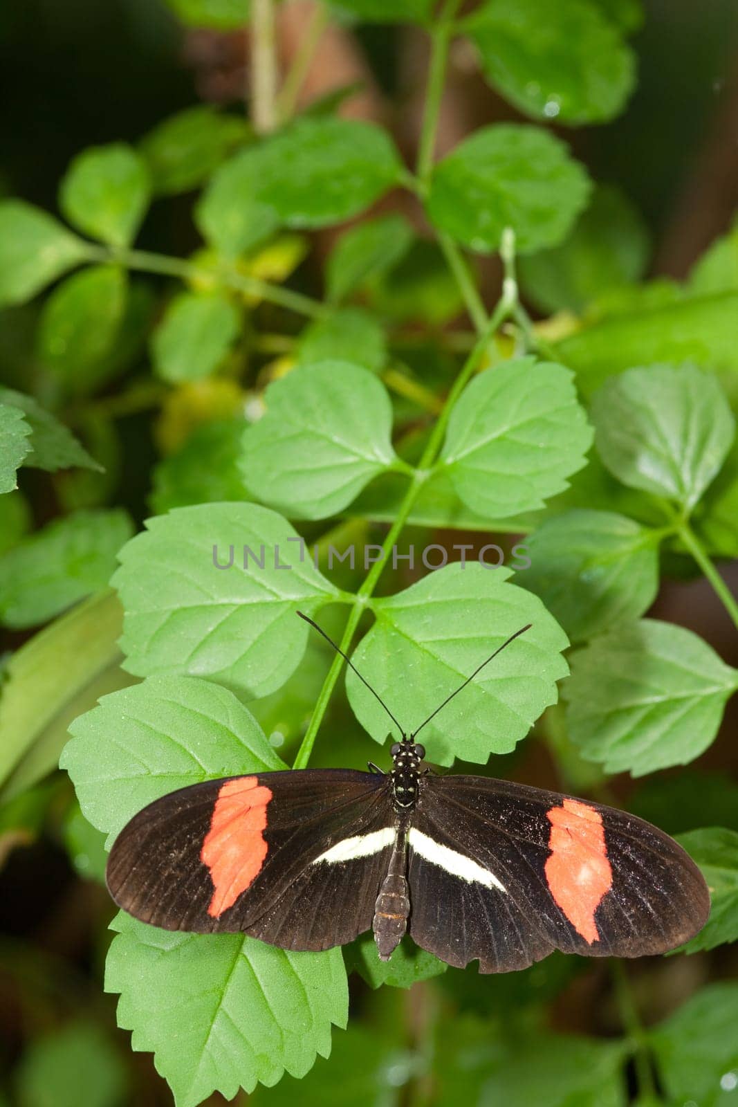 brown butterfly with orange wings