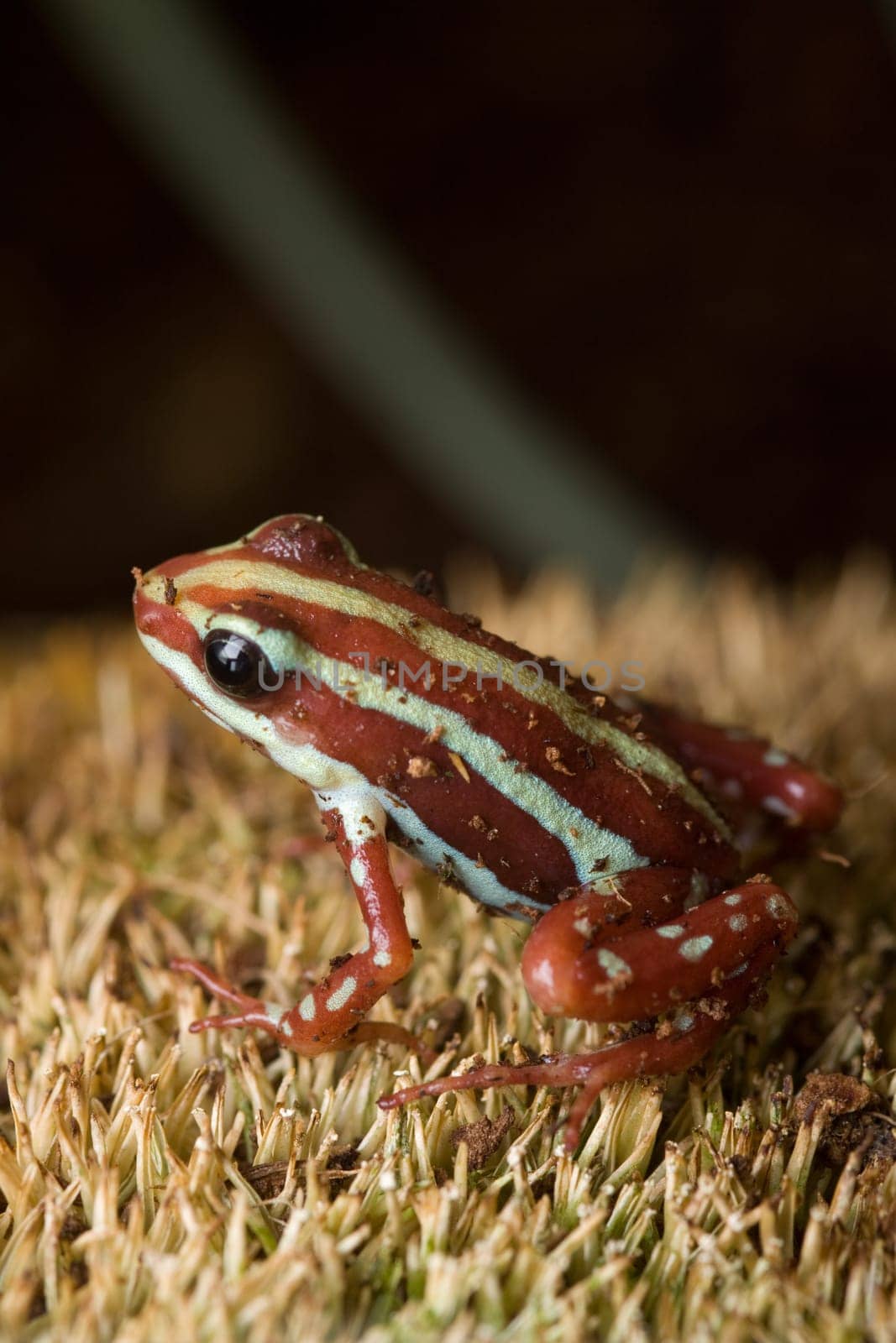 Brown frog with white stripes sits on moss