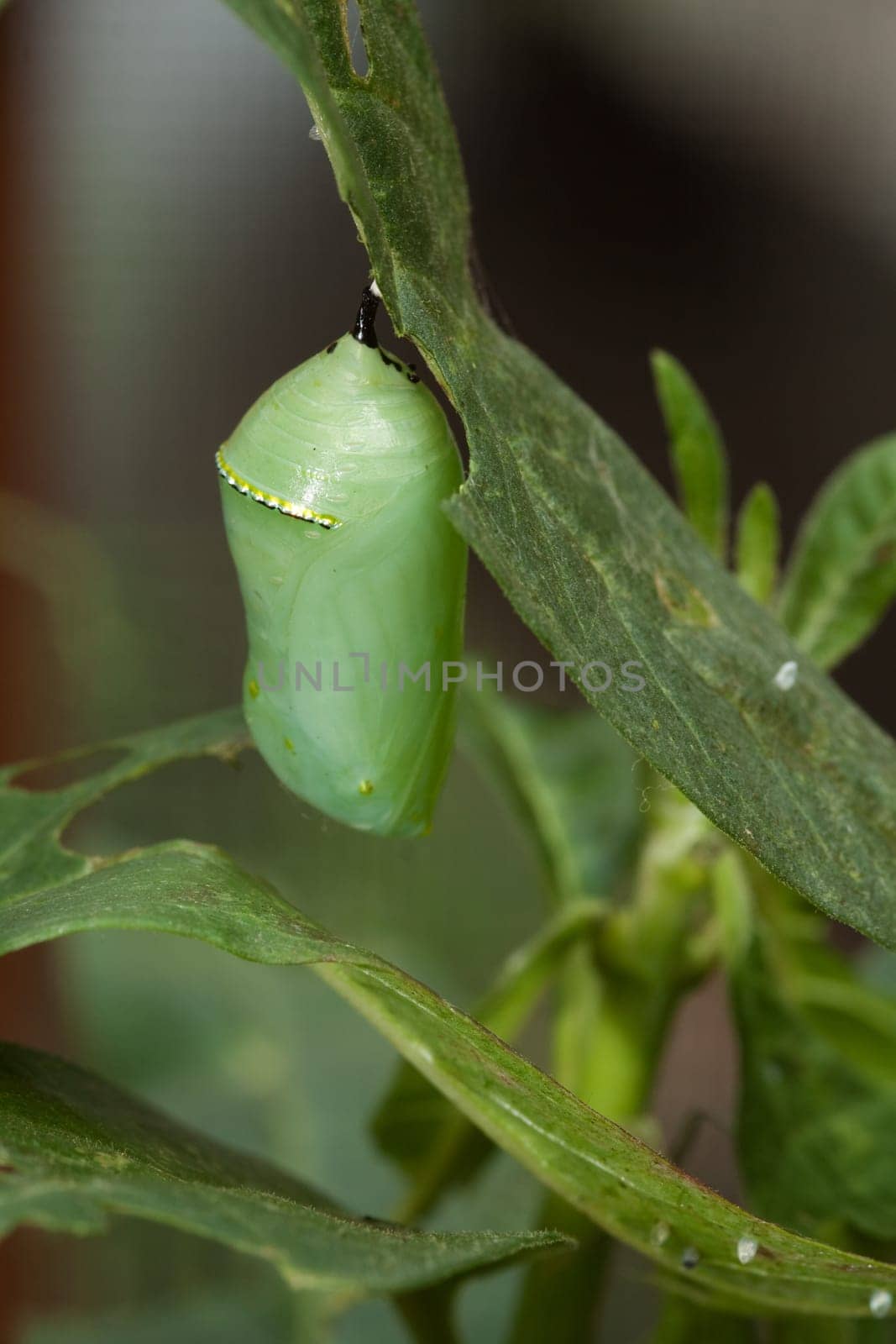 Green doll of a butterfly