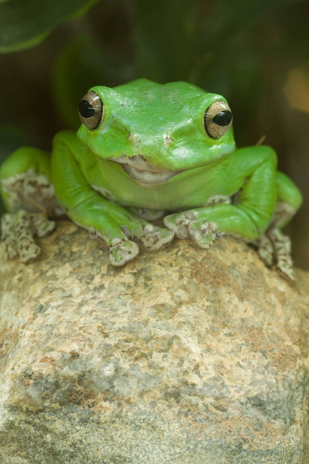 green frog with big eyes sitting on a stone