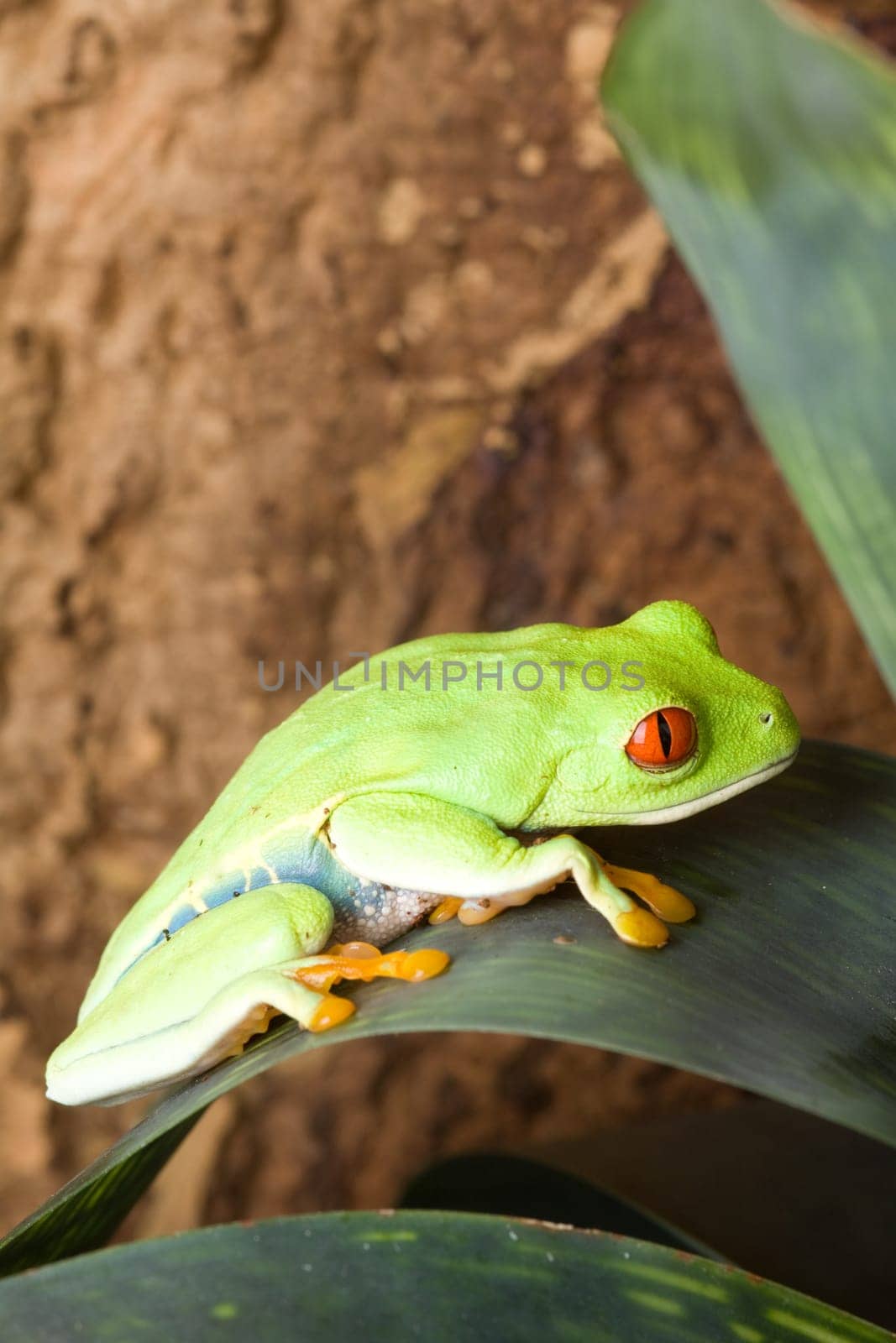 Large green frog with red eyes sits on a leaf