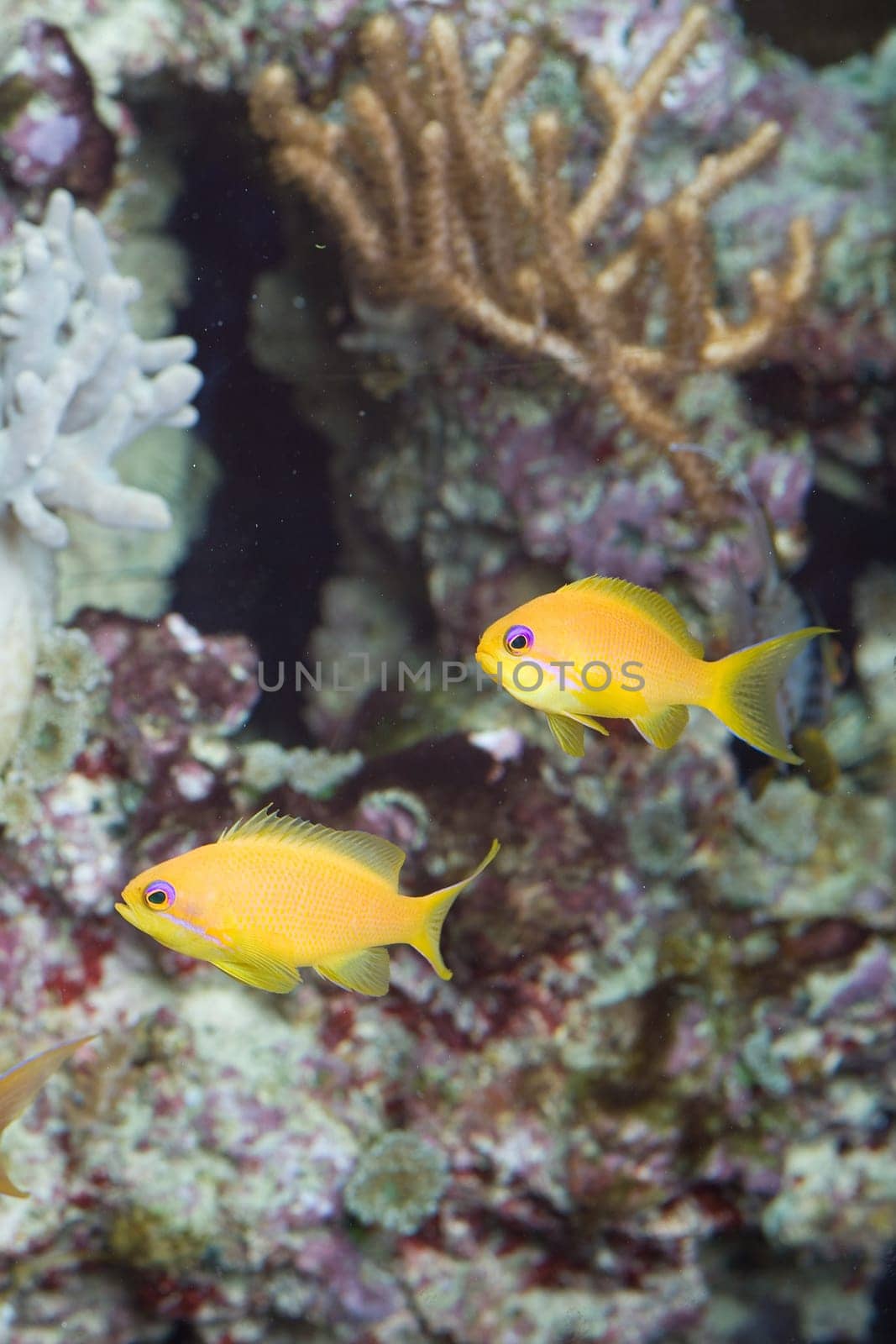 Two yellow fish in the aquarium in front of rocks and corals