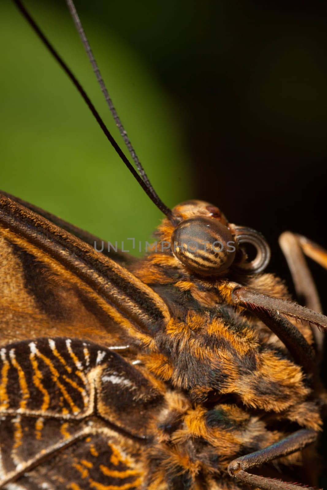 Macro image of a brown butterfly