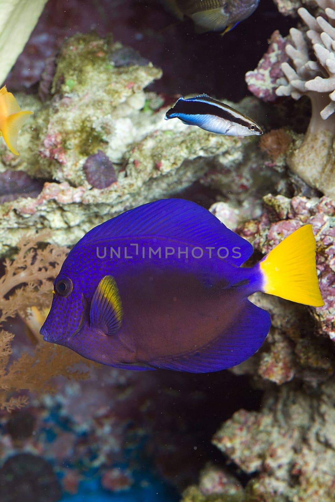 Blue saildoctor fish with yellow tail