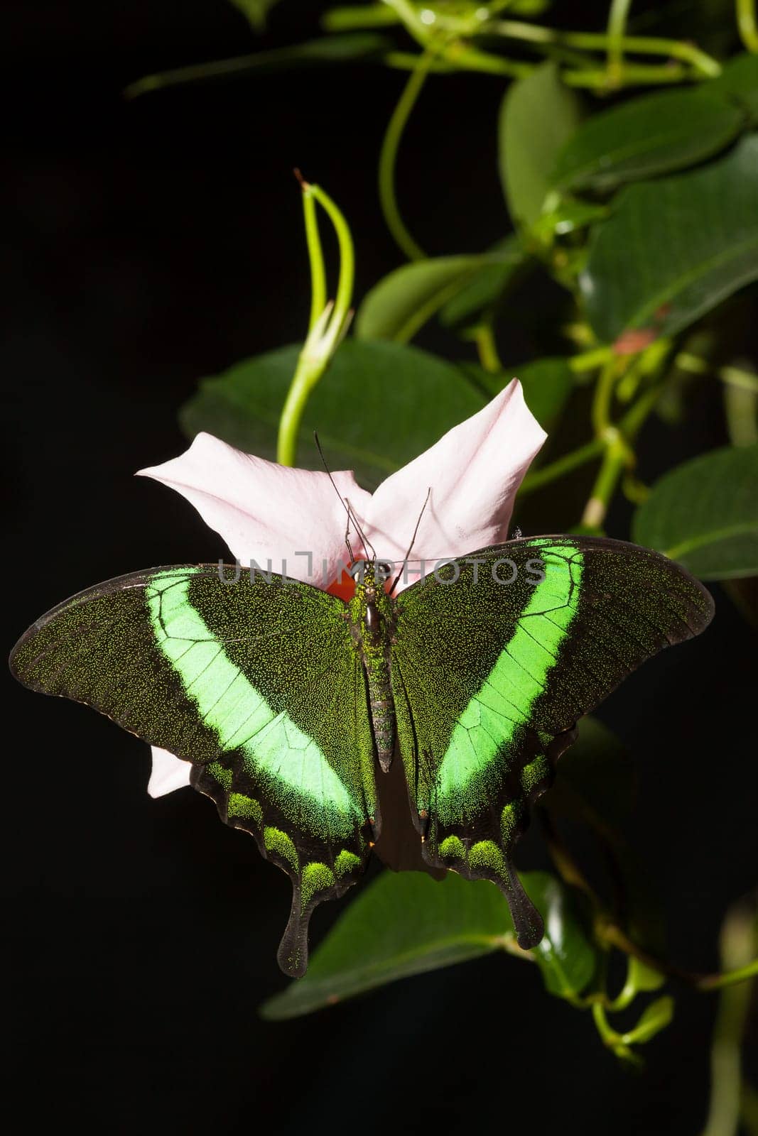 Green swallowtail with fluorescent wings