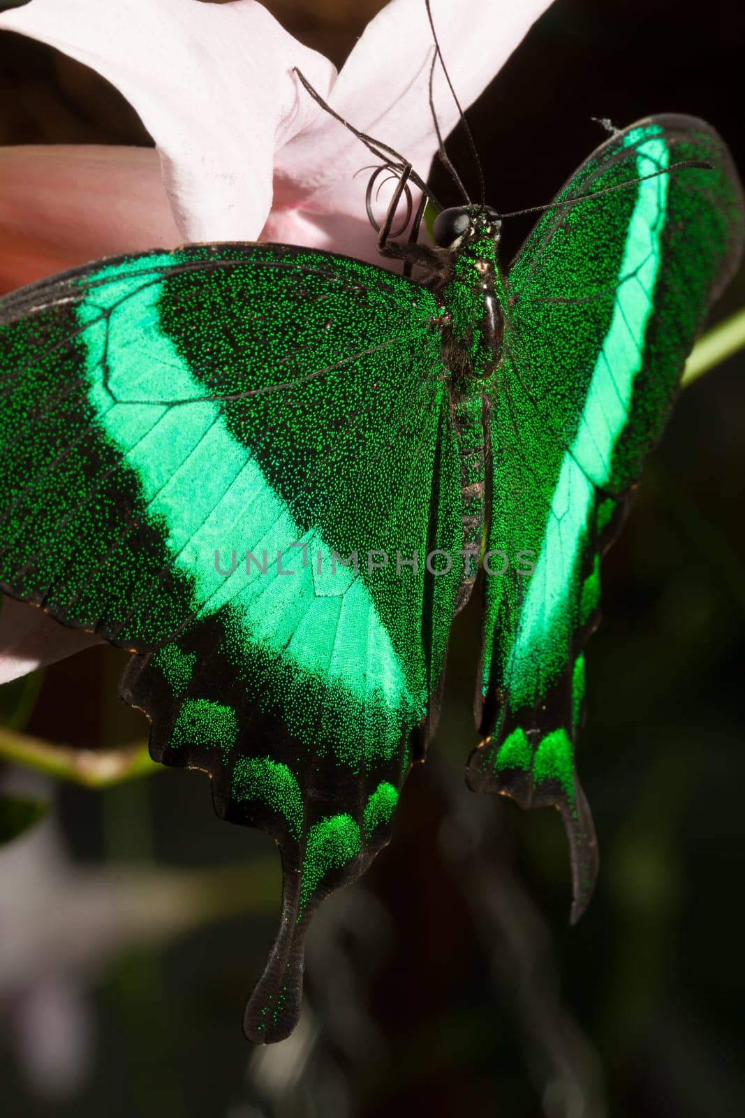 Green swallowtail with fluorescent wings
