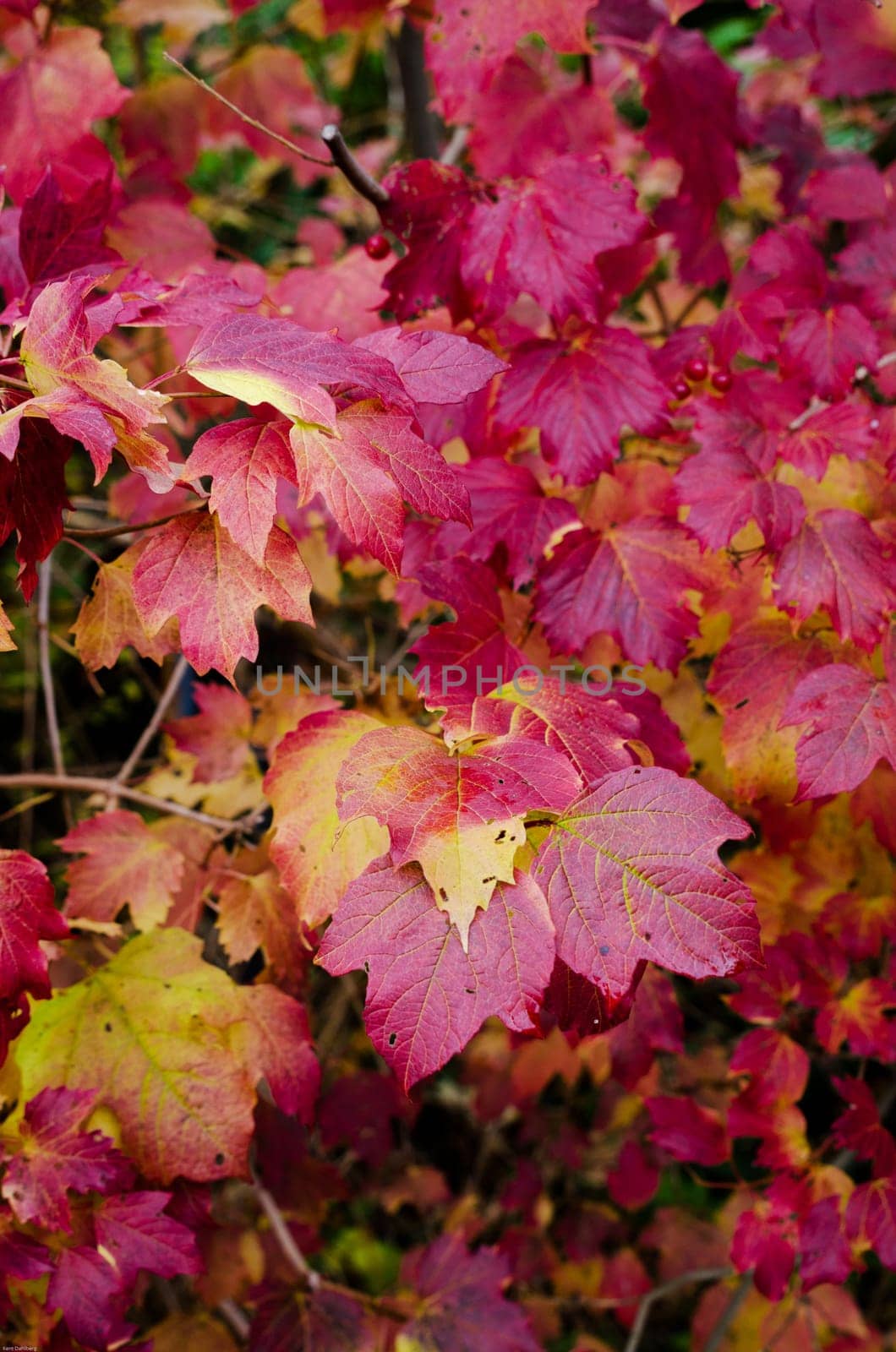 a three with beutiful autumn leaf many color