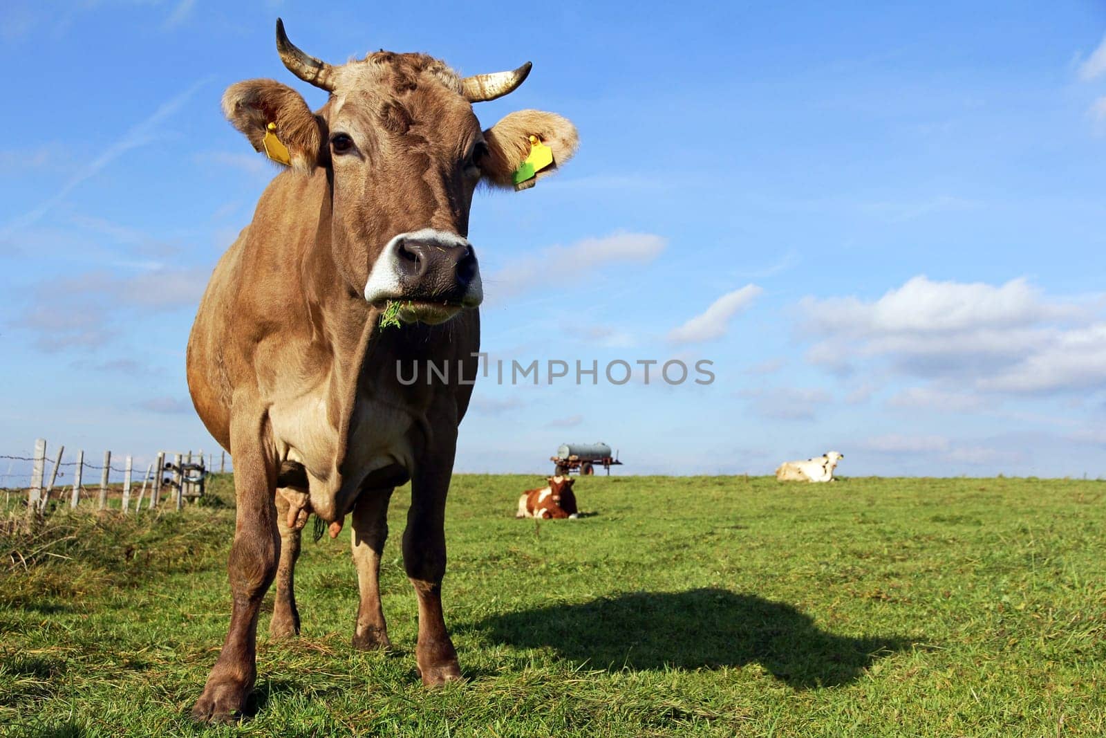 Brown cattle and Simmental cattle in the pasture