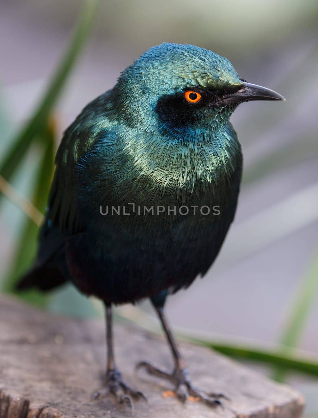 Glossy Starling Bird with staring yellow eyes and beautiful irridescent feathers
