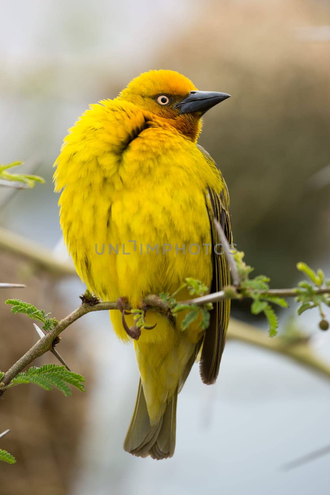 Proud male Cape Weaver bird sitting in a thorn tree