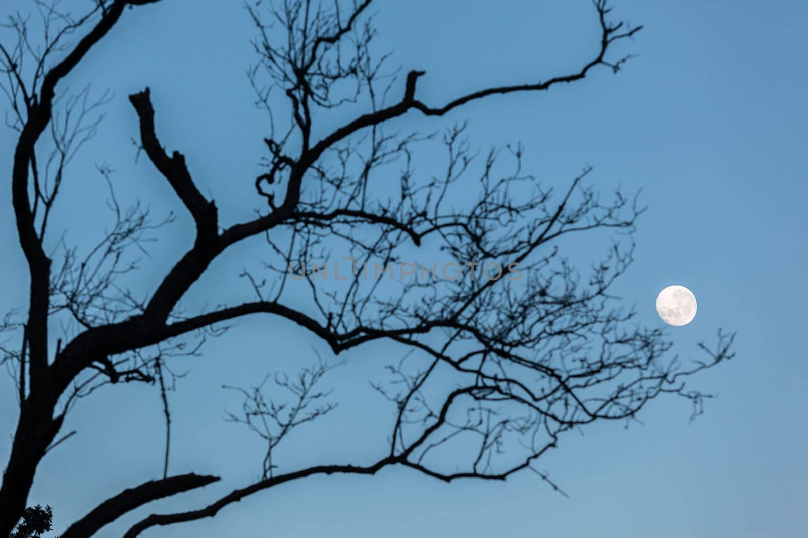 Full moon blue sky early morning tree branches background landscapes