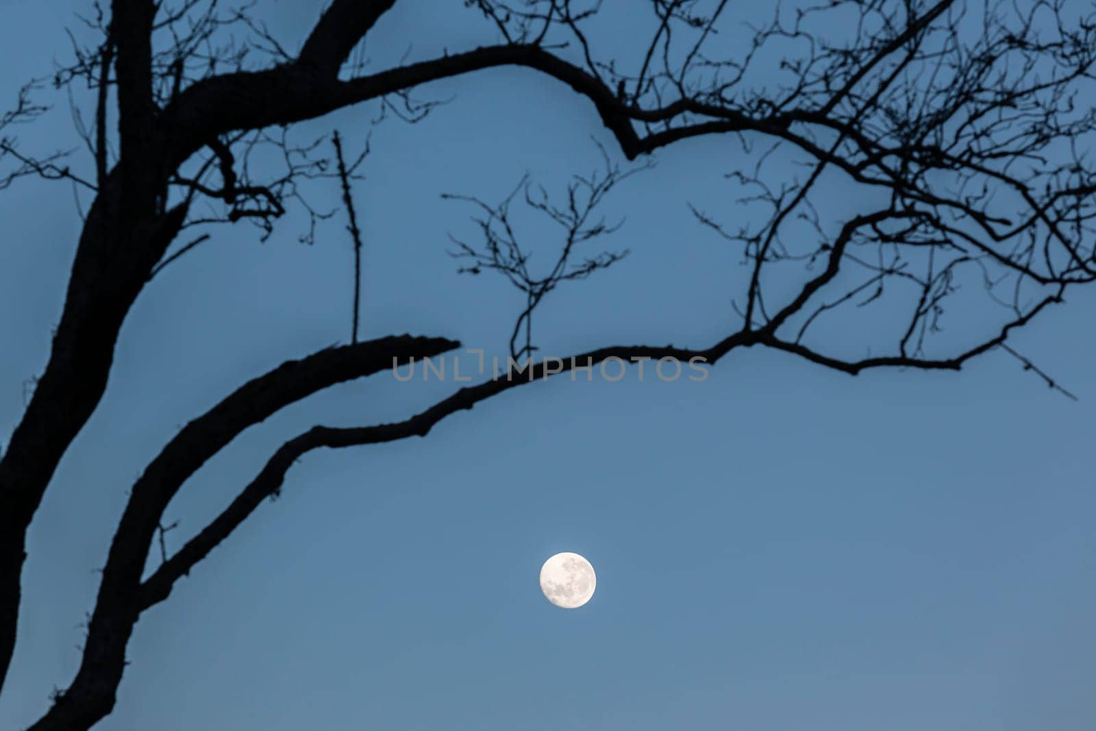 Full moon blue sky early morning tree branches background landscapes