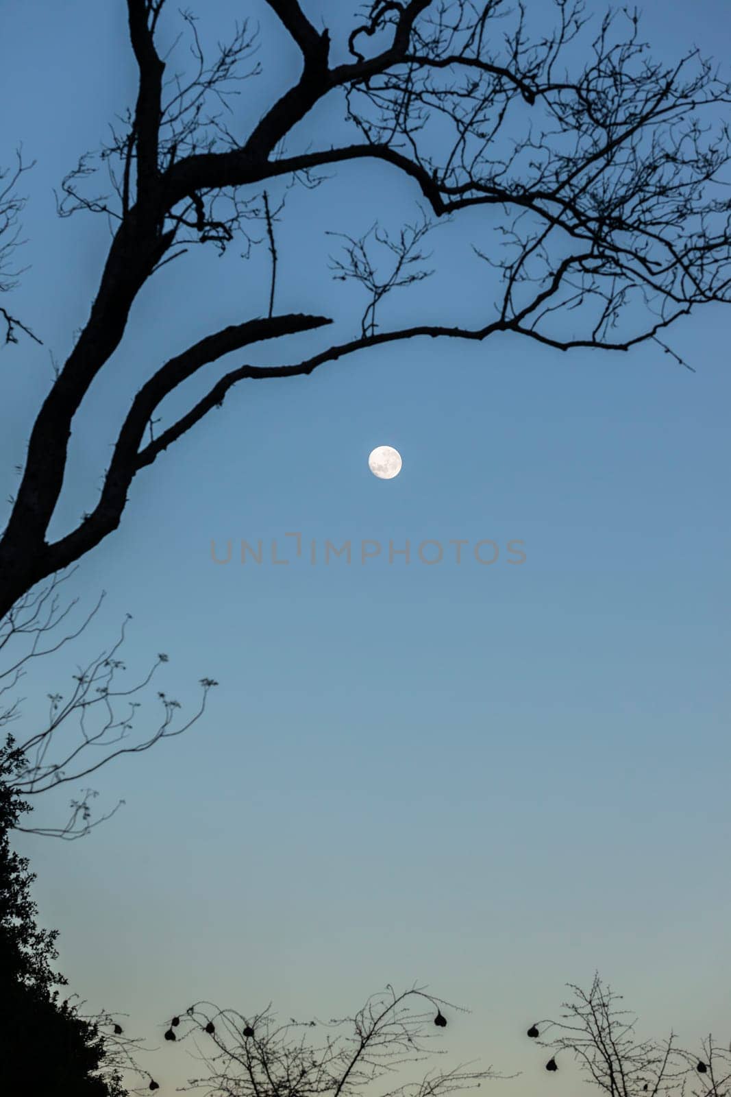 Full moon blue sky early morning tree branches background landscapes