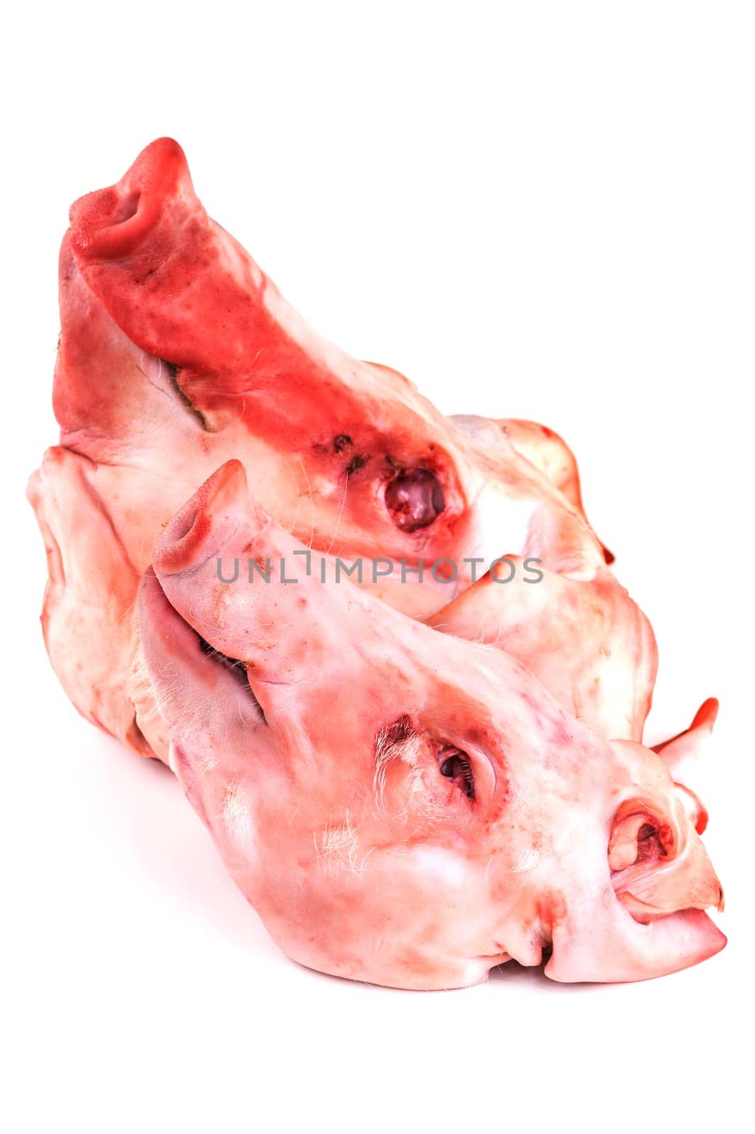 Pig's head,skull of the pig on a white background