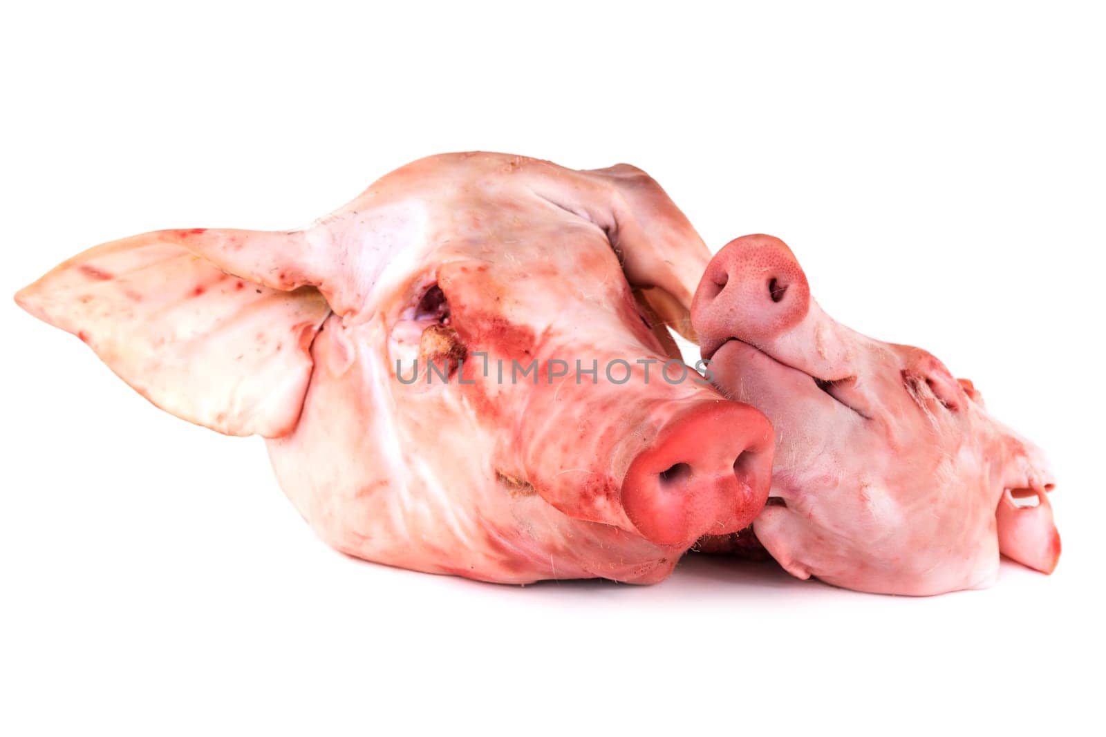 Pig's head,skull of the pig on a white background