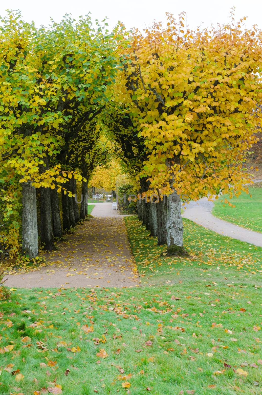 the garden at Gunnebo castle in sweden the tree i beutiful