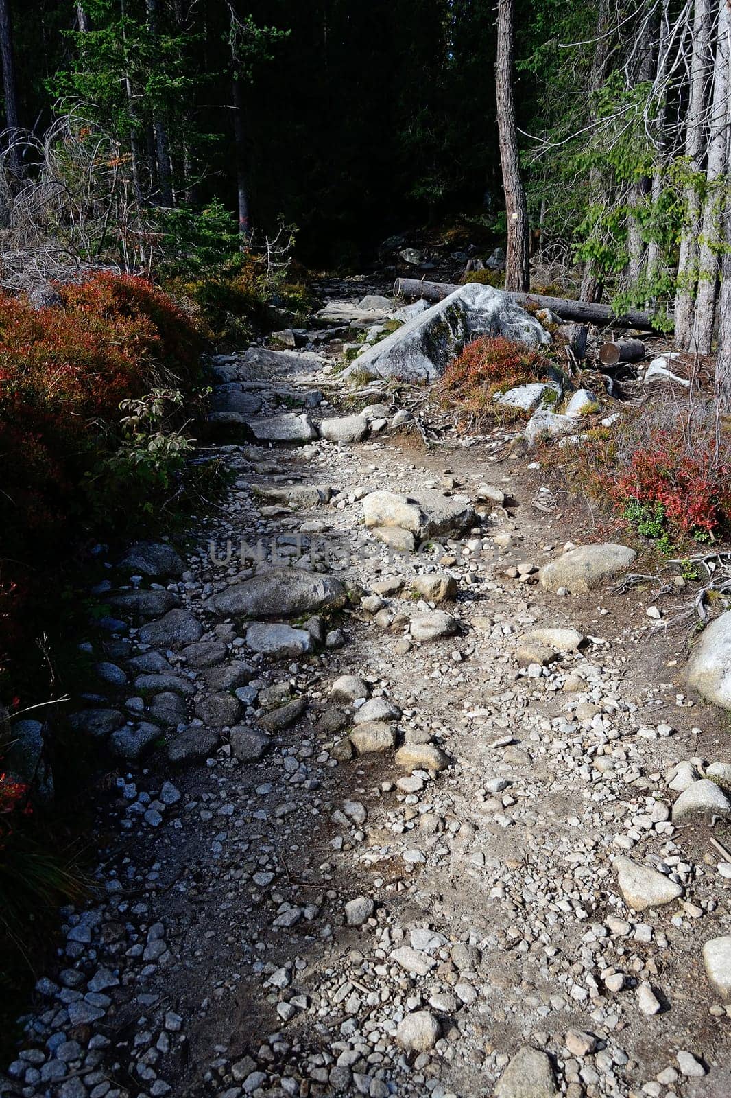 Tourist path in mountains, Slovakia