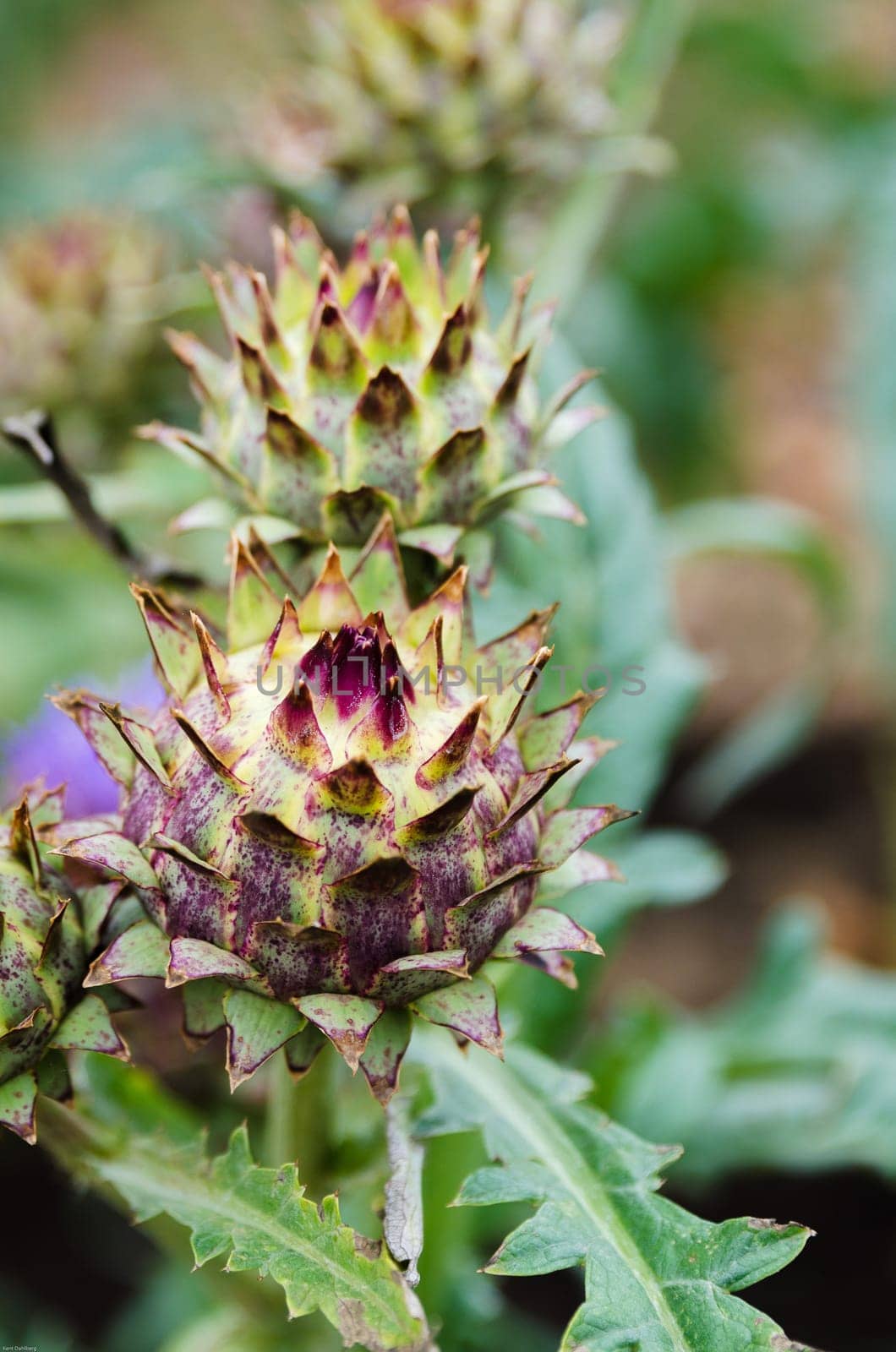 one artichoke flower in the kitchen garden beutiful