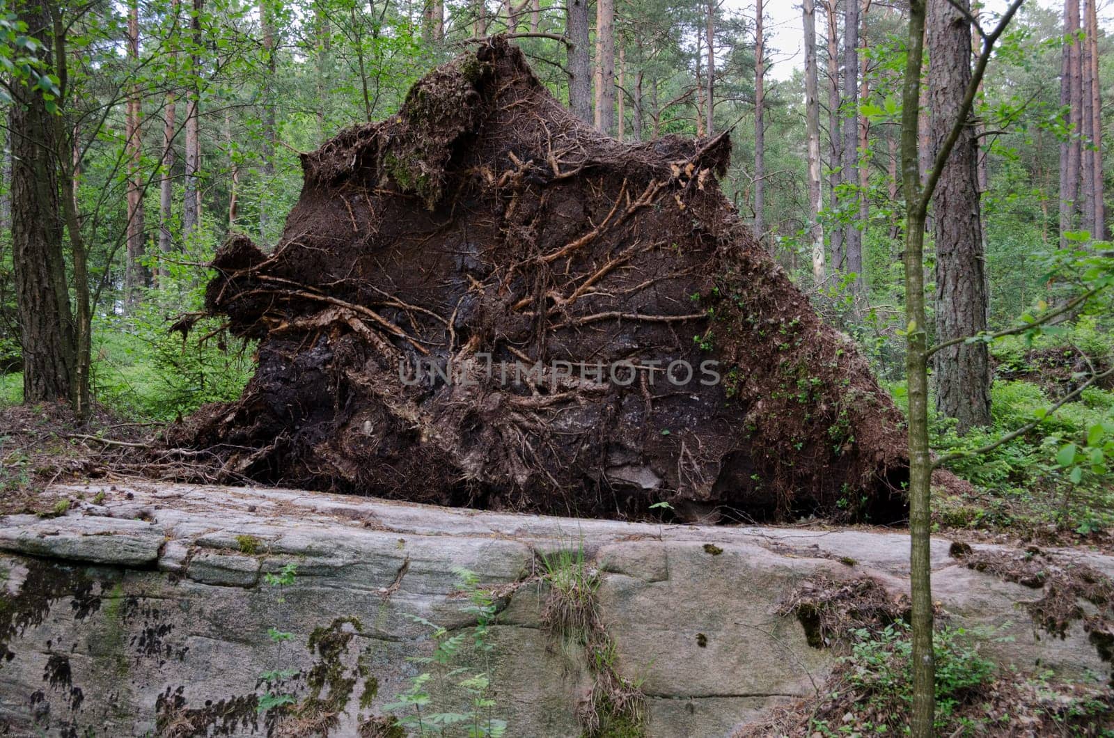 one fallen and uprooted tree in the forrest with the other tree