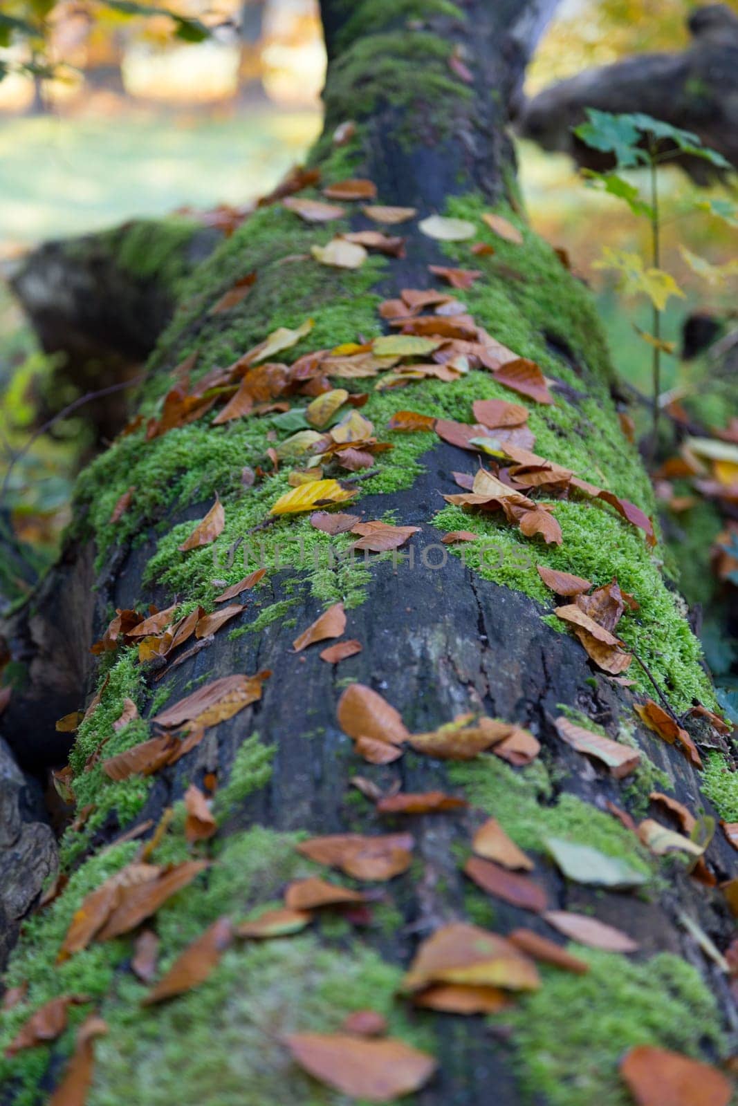 Age overturned tree trunk covered with moss and autumnfoliage