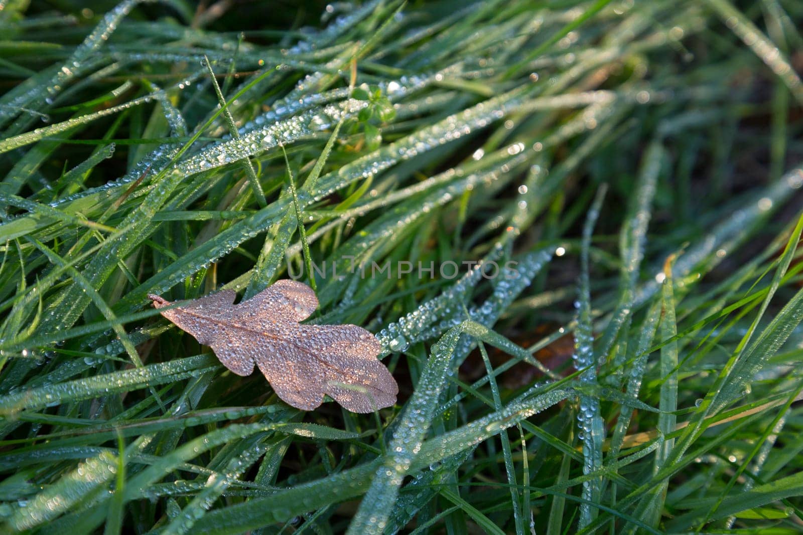 Single brown oak leaf with morning dew in green grass
