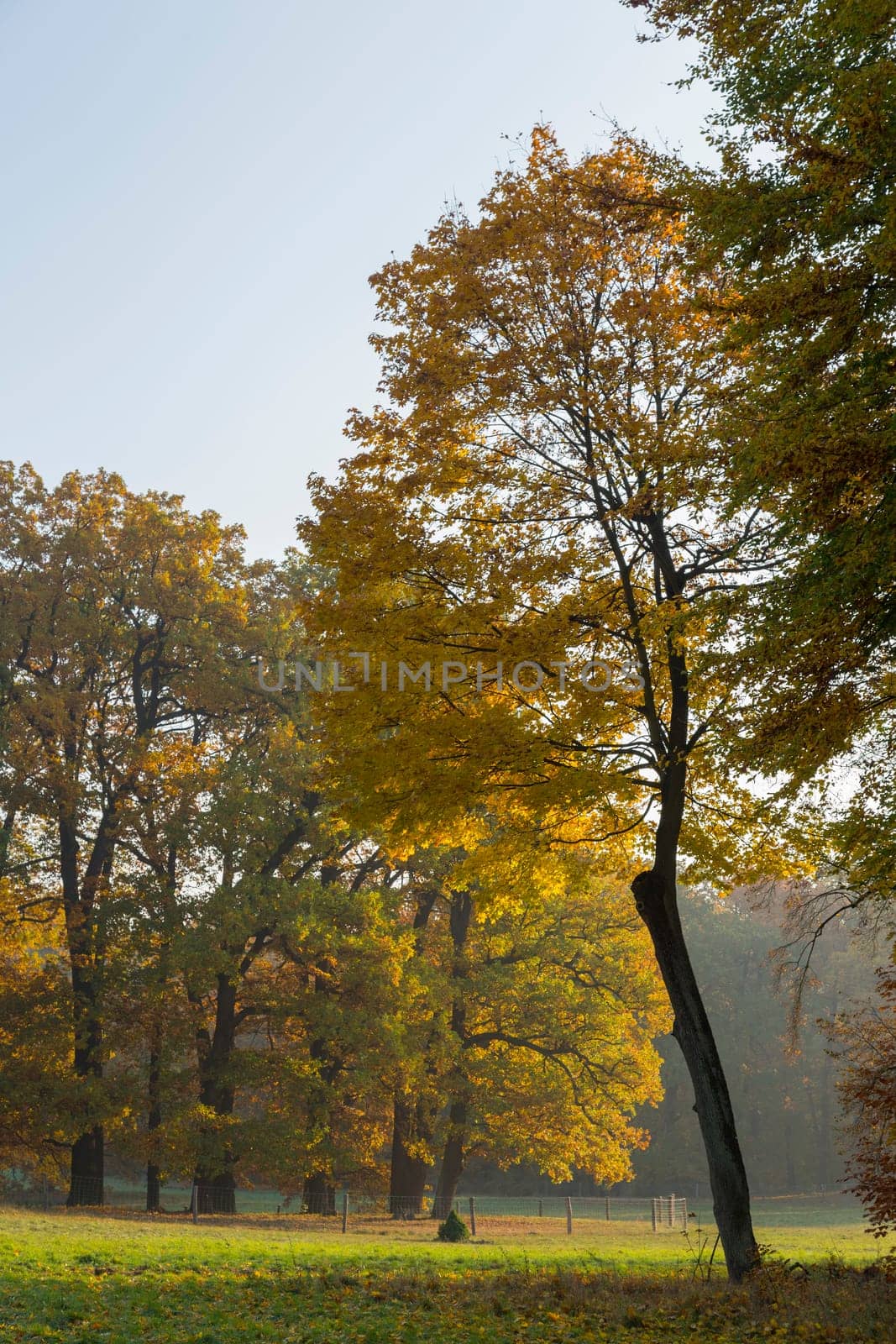 Old trees with autumnal colouring in a park