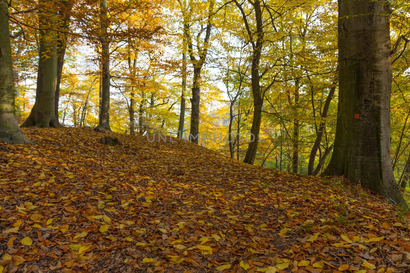 Autumnally discolored foliage in the park with old trees
