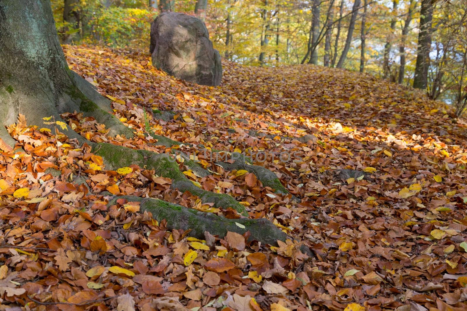 Finding behind a large tree in the park