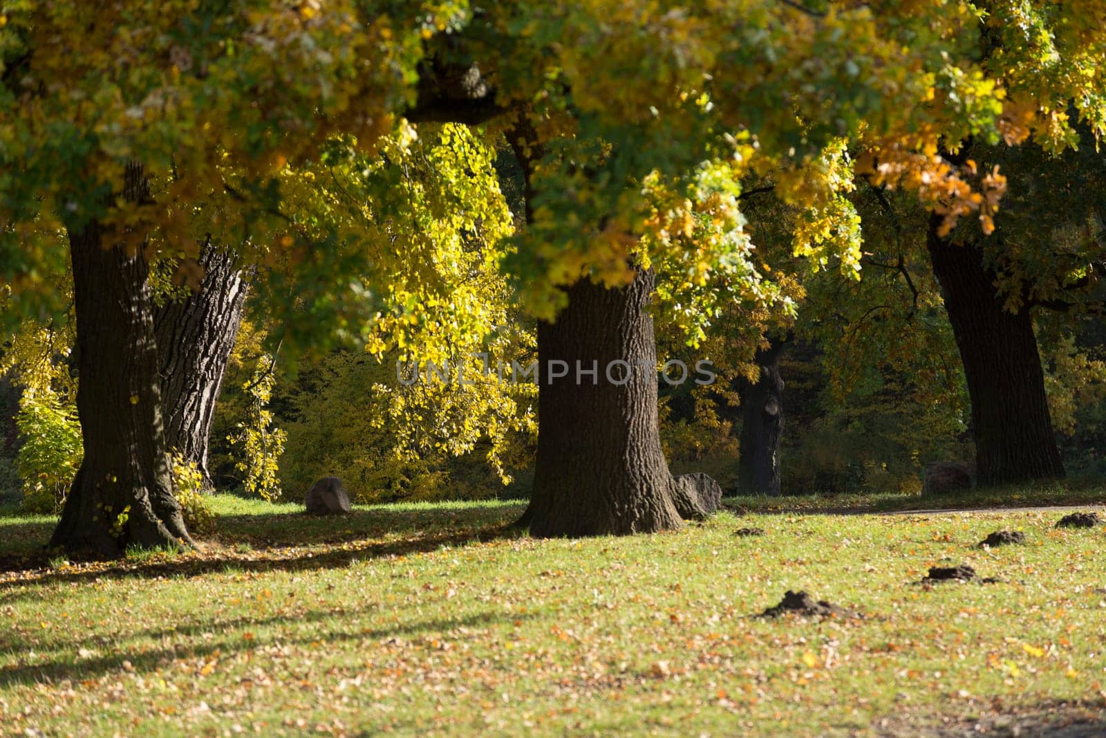 Meadow with molehills and old trees in the morning sun