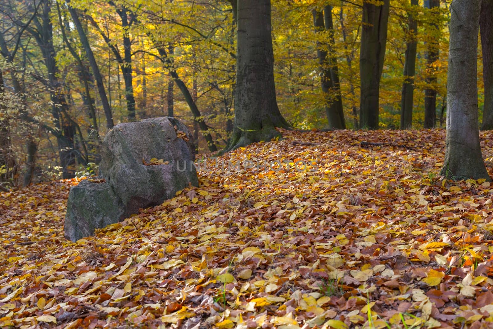 Large stone in the autumnally discoloured forest of a park