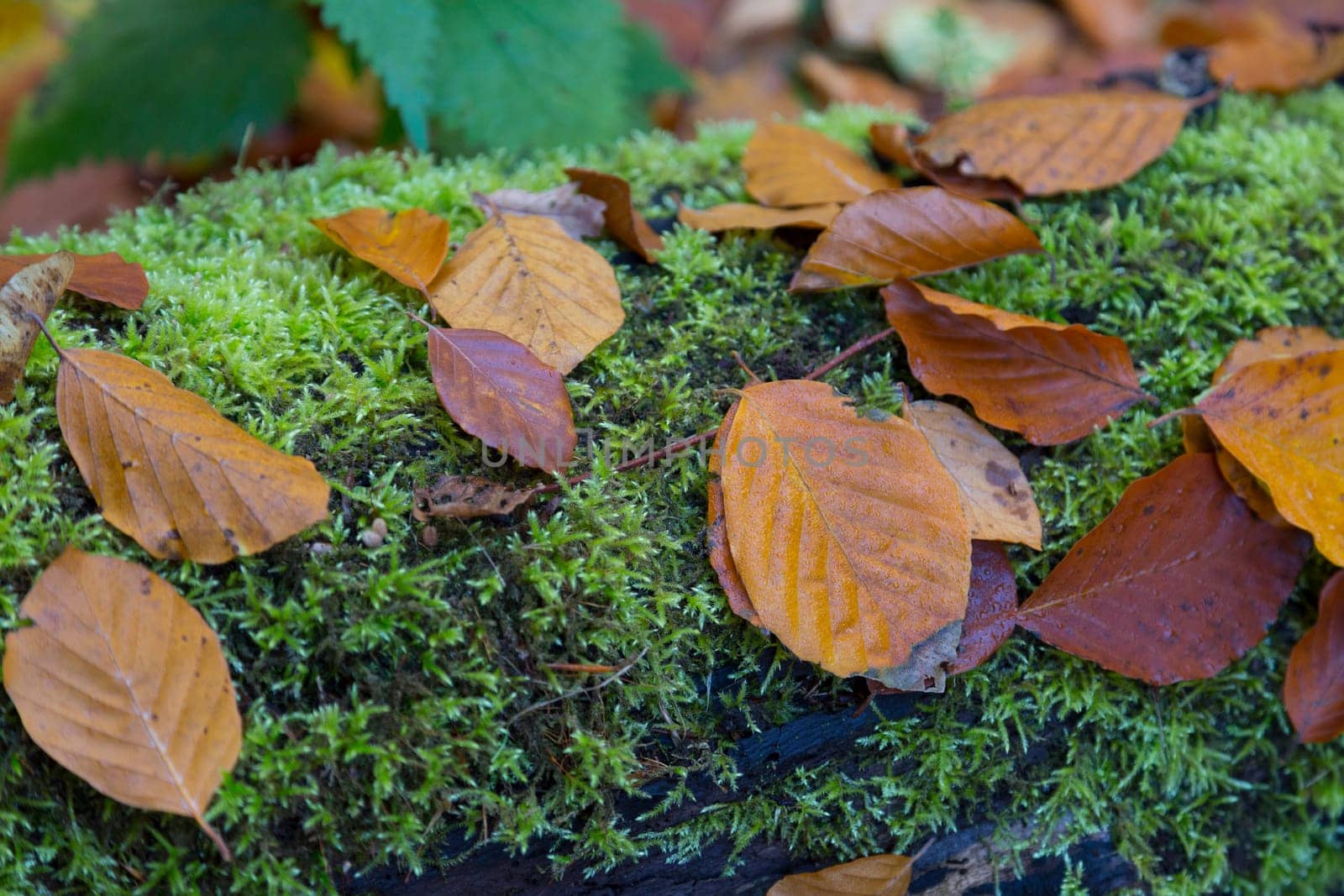Autumnal lime leaves on a mossy,overturned tree trunk