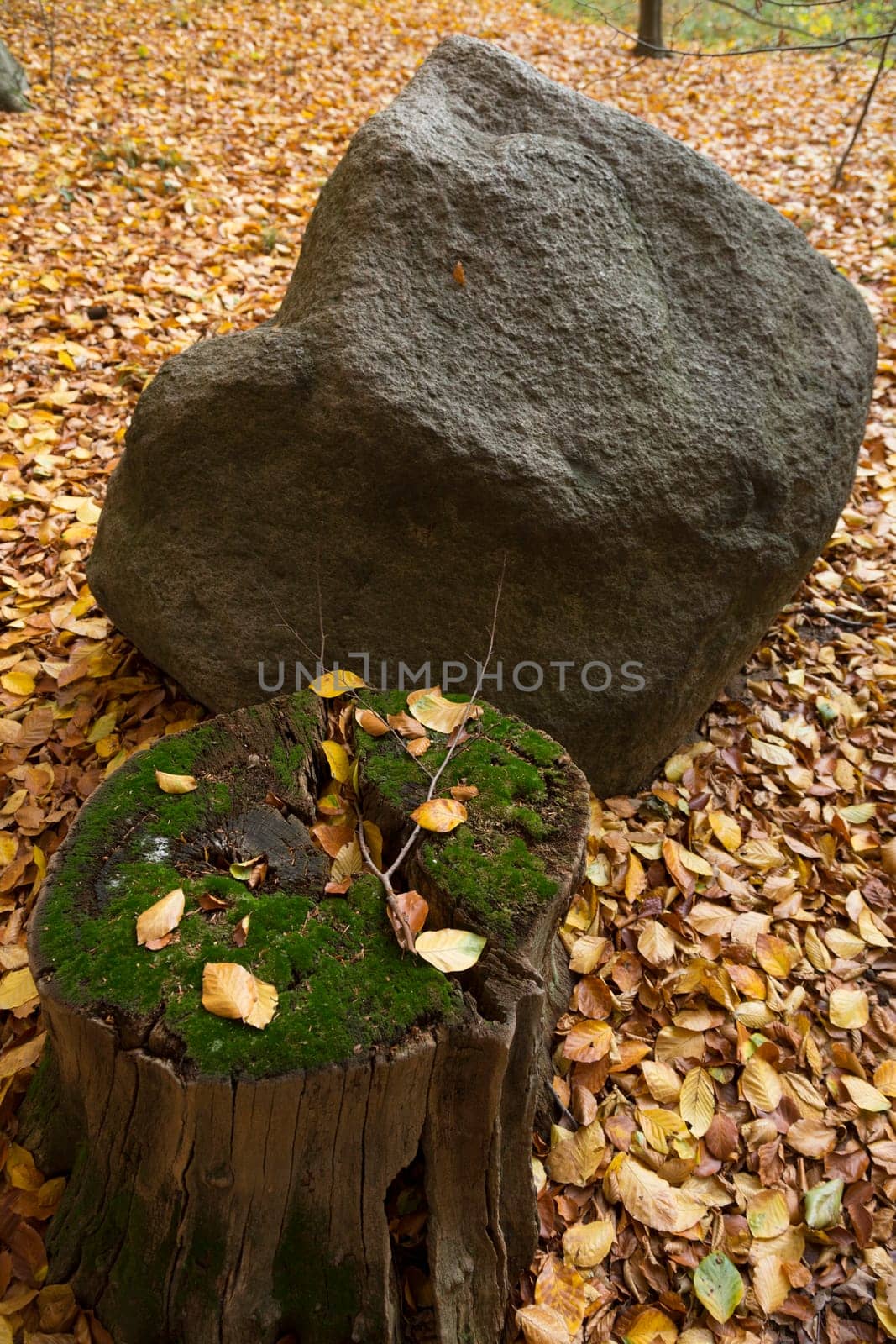 Bemooster tree stump and a boulder in autumn foliage